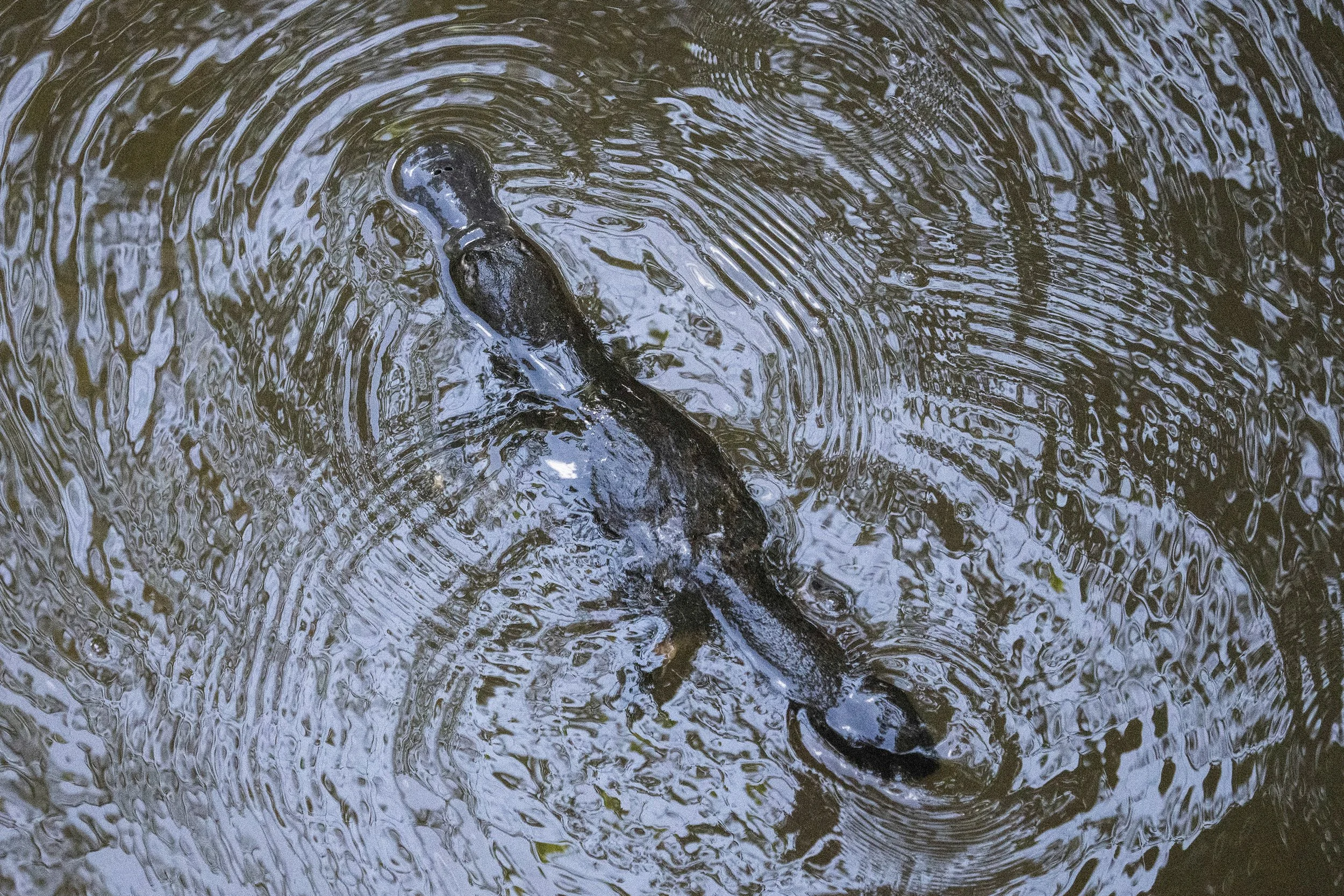 Platypus, Australia