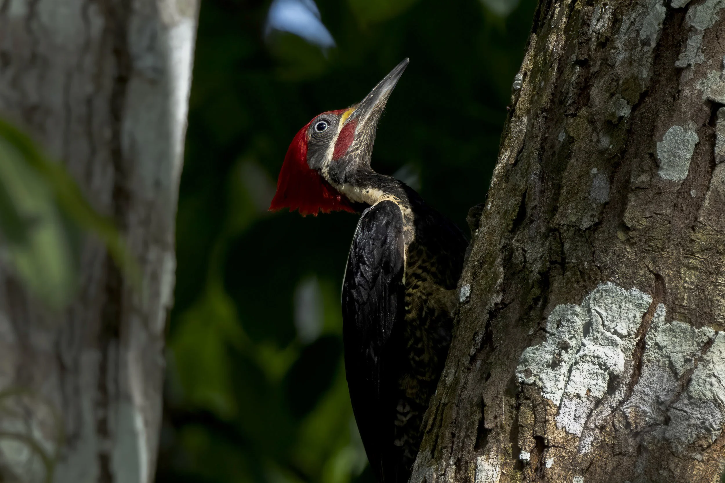  Lineated Woodpecker
