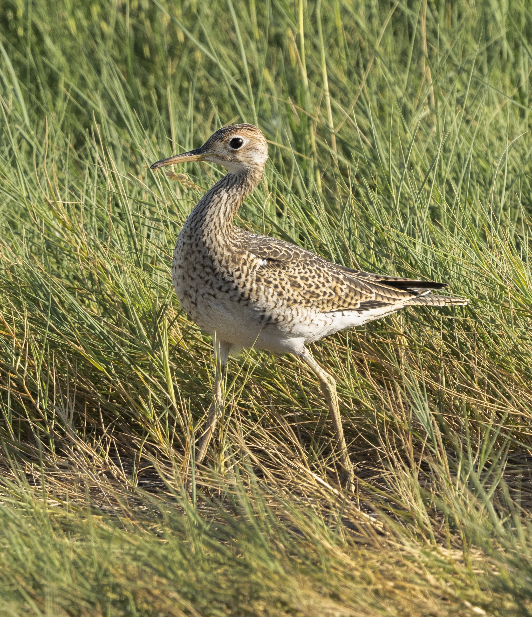 Upland Sandpiper