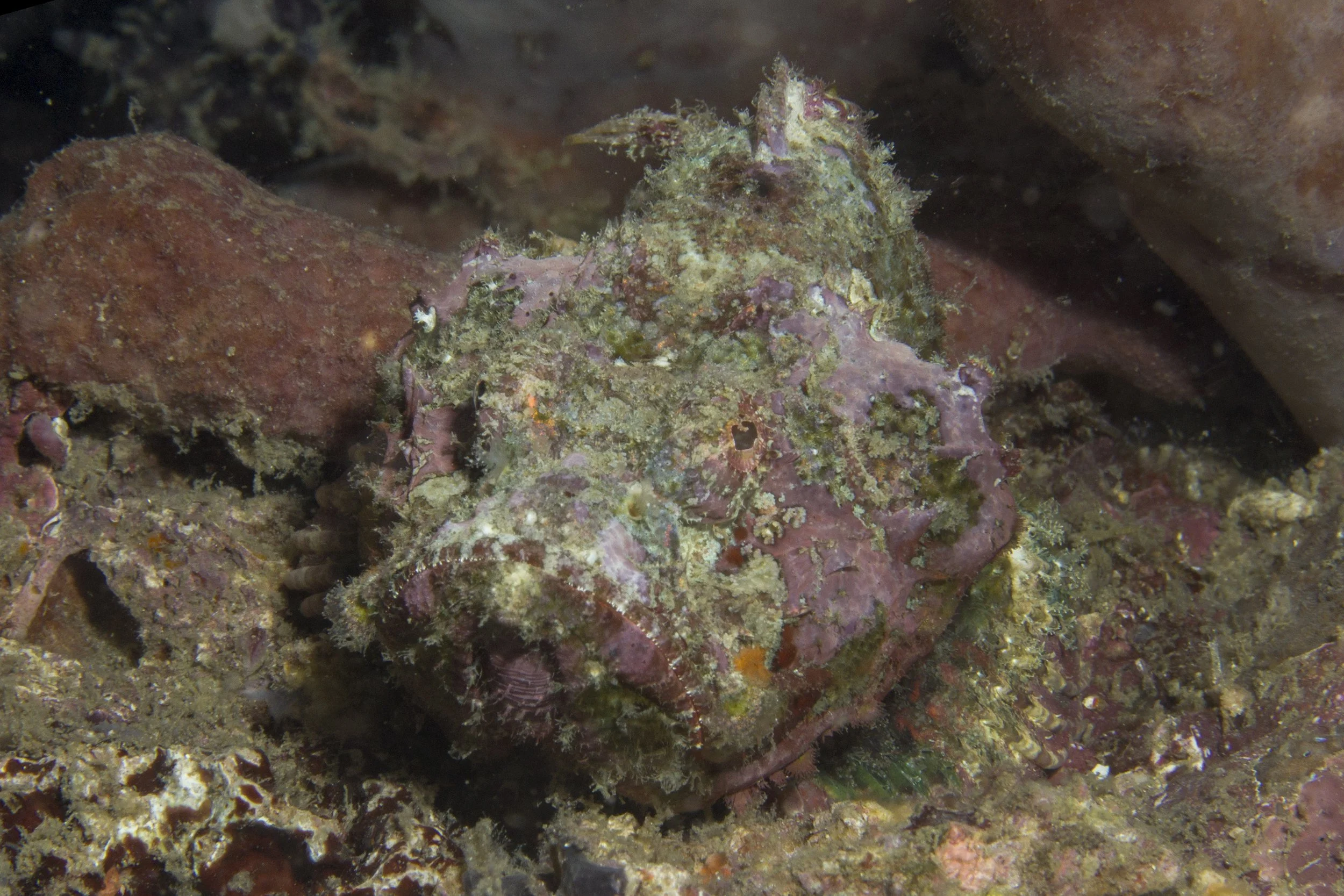 Lembeh_IMG_0411.jpg