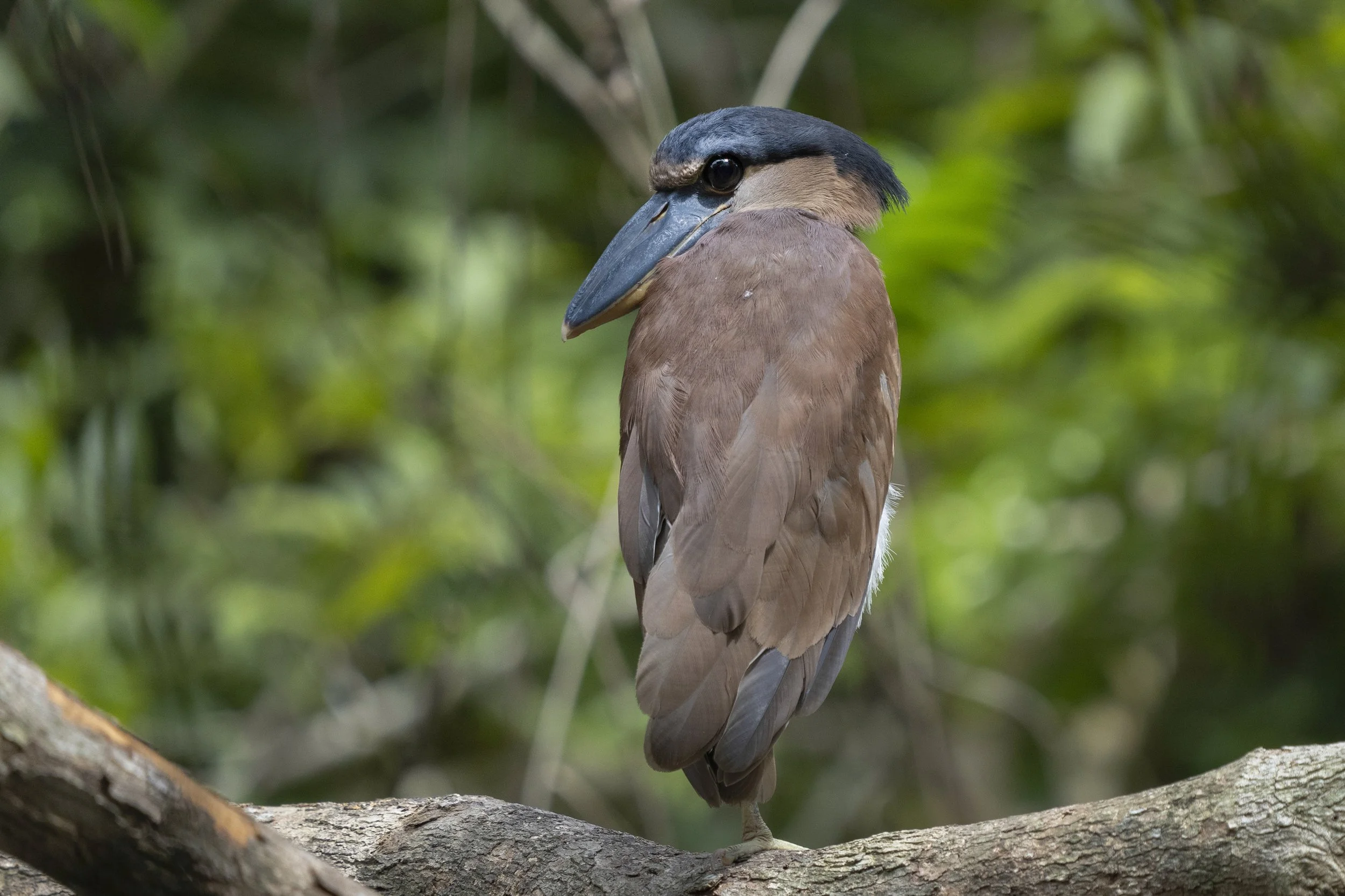 Boat Billed Heron