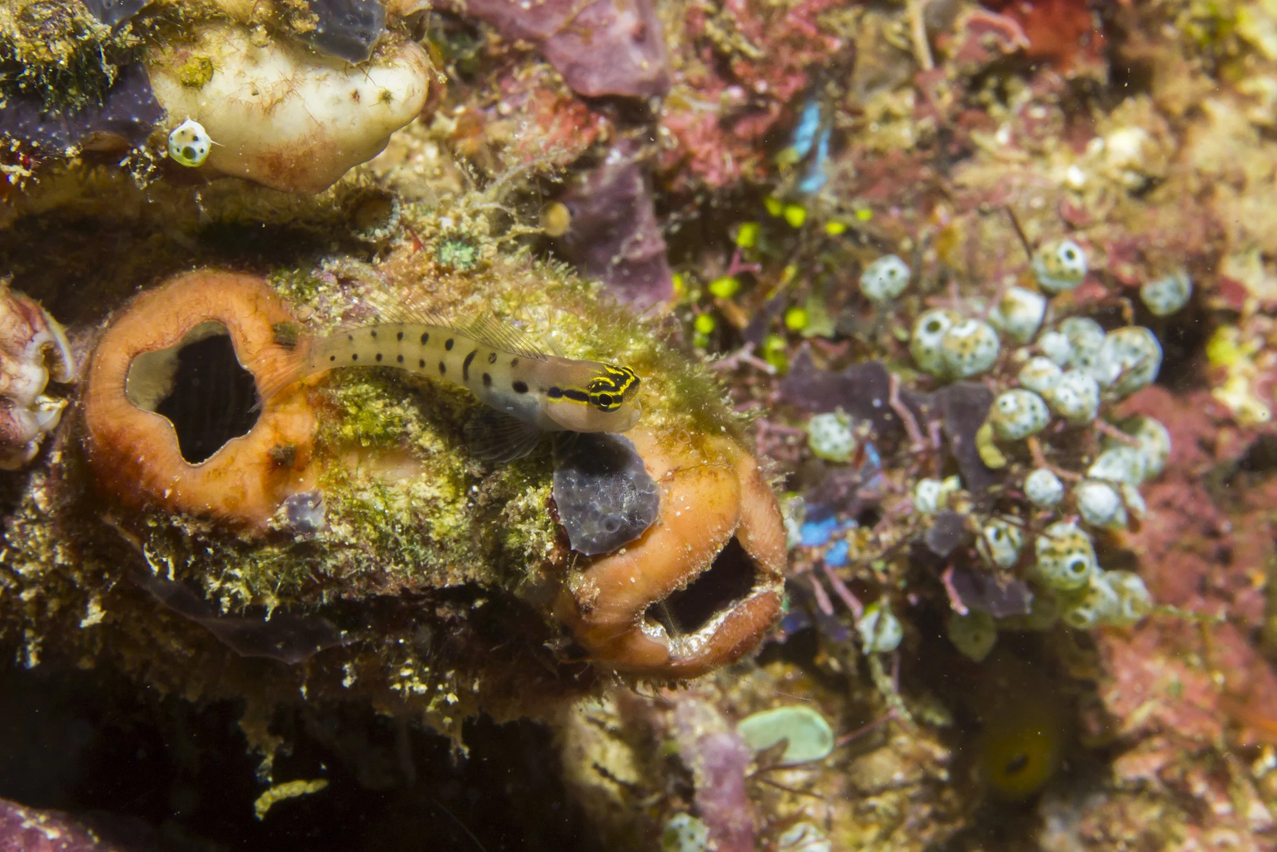 Halmahera_IMG_1054 (1).jpg