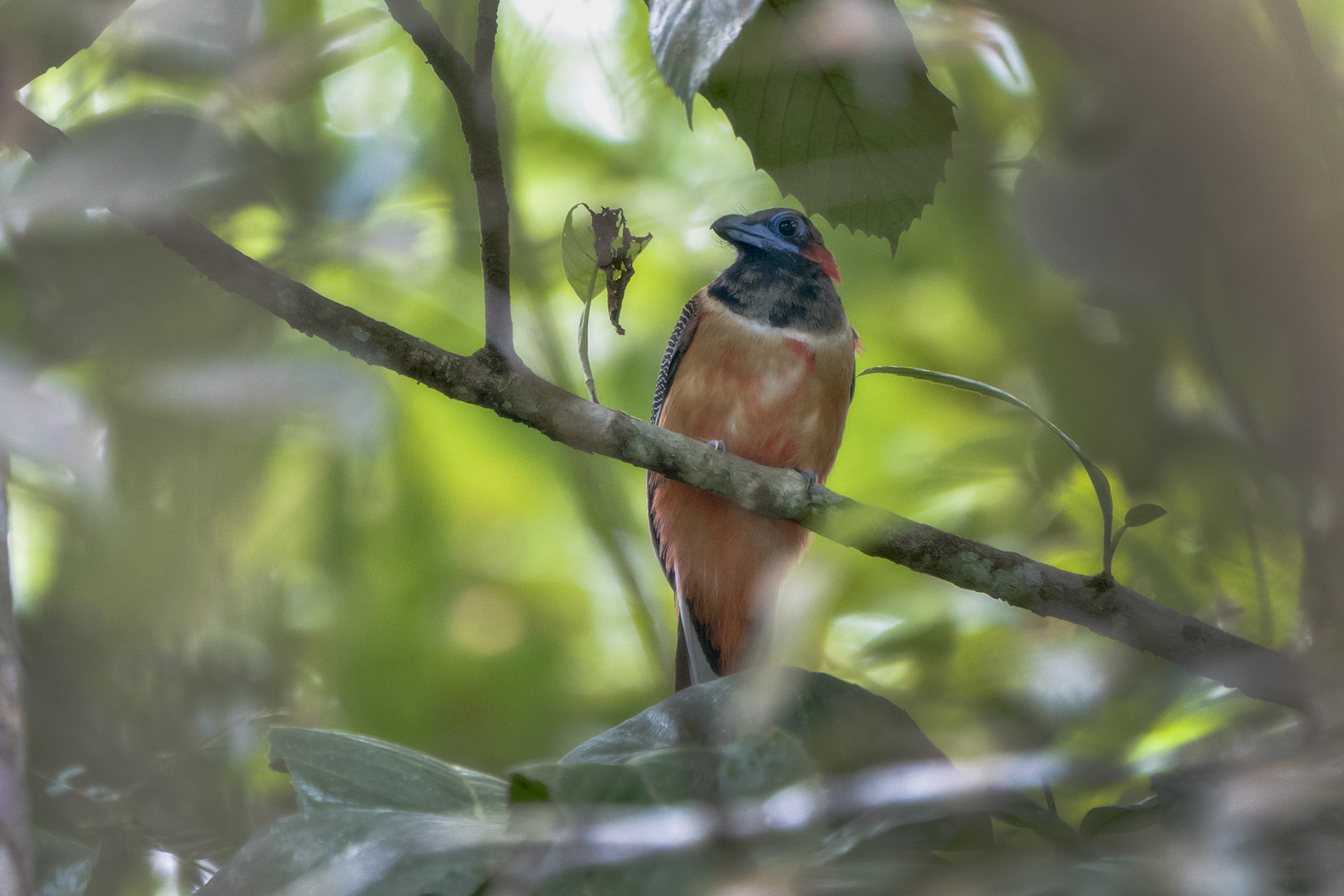 Red Naped Trogon