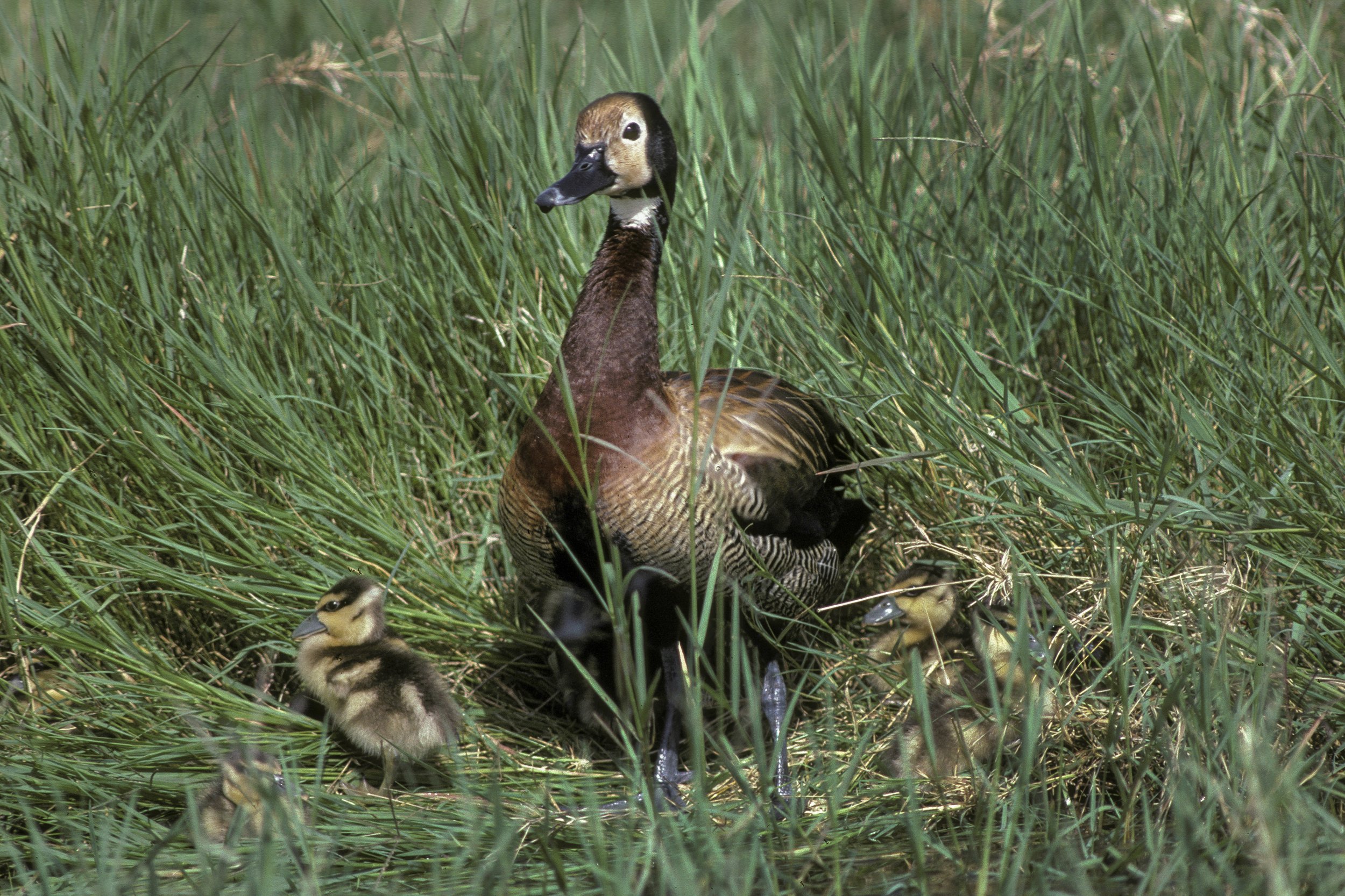 White Faced Whistling Duck