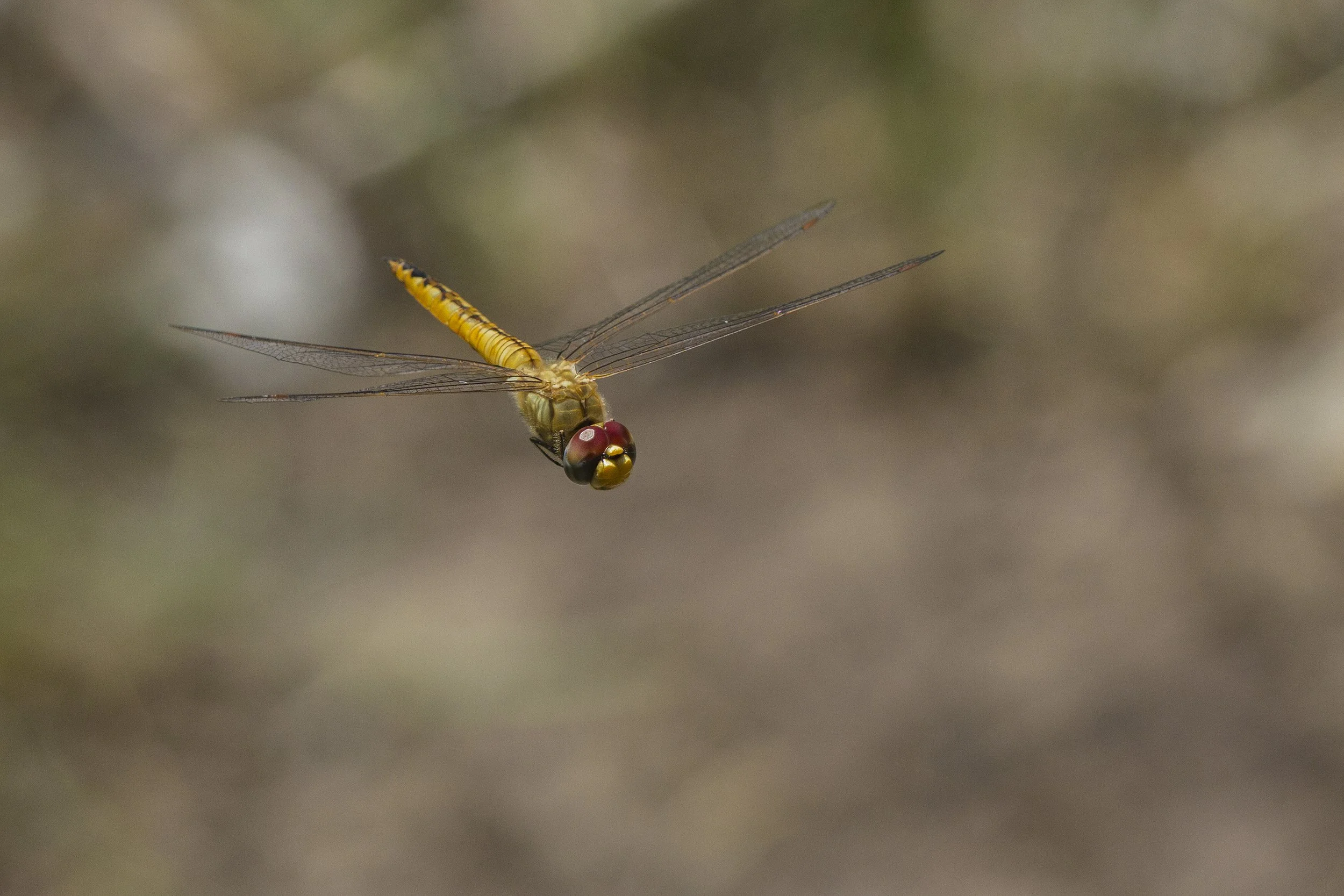 Wandering Glider (Pantala flavescens)_IMG_3989.jpg