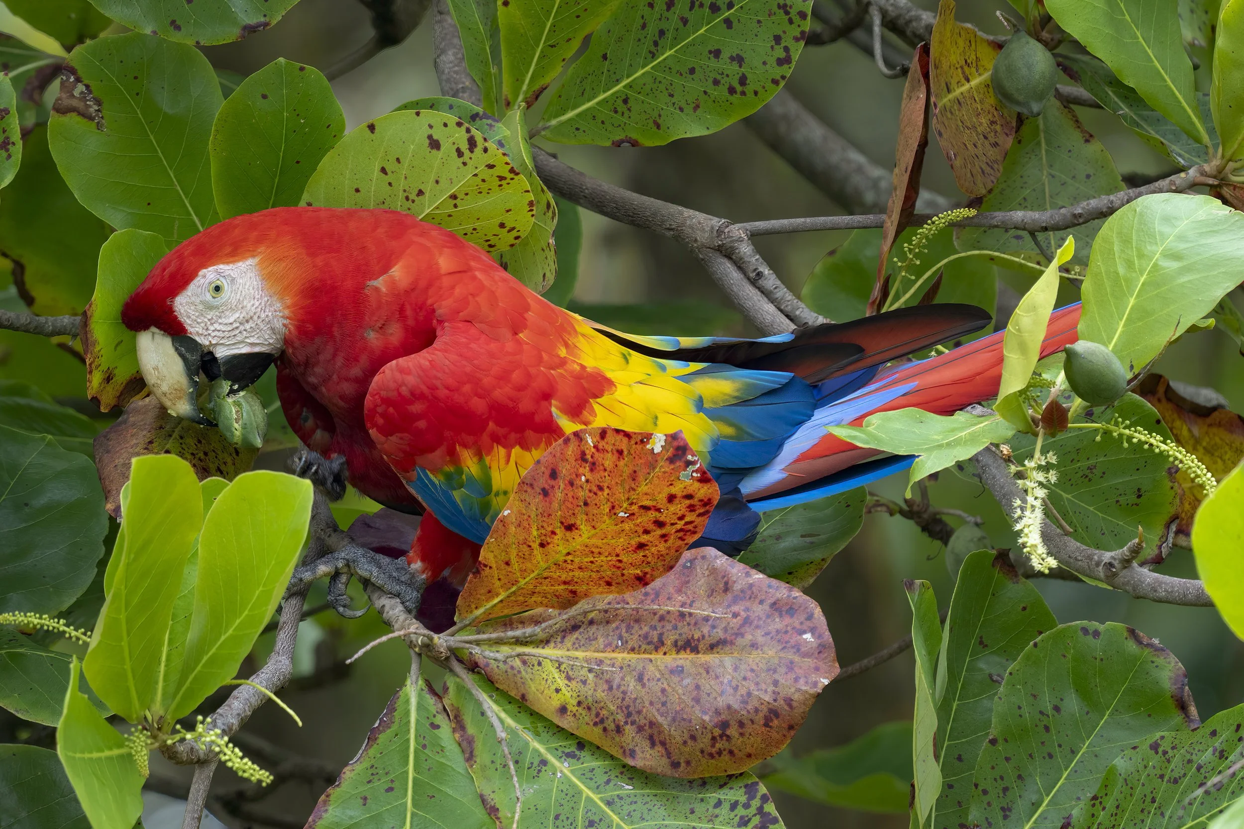 Scarlet Macaw