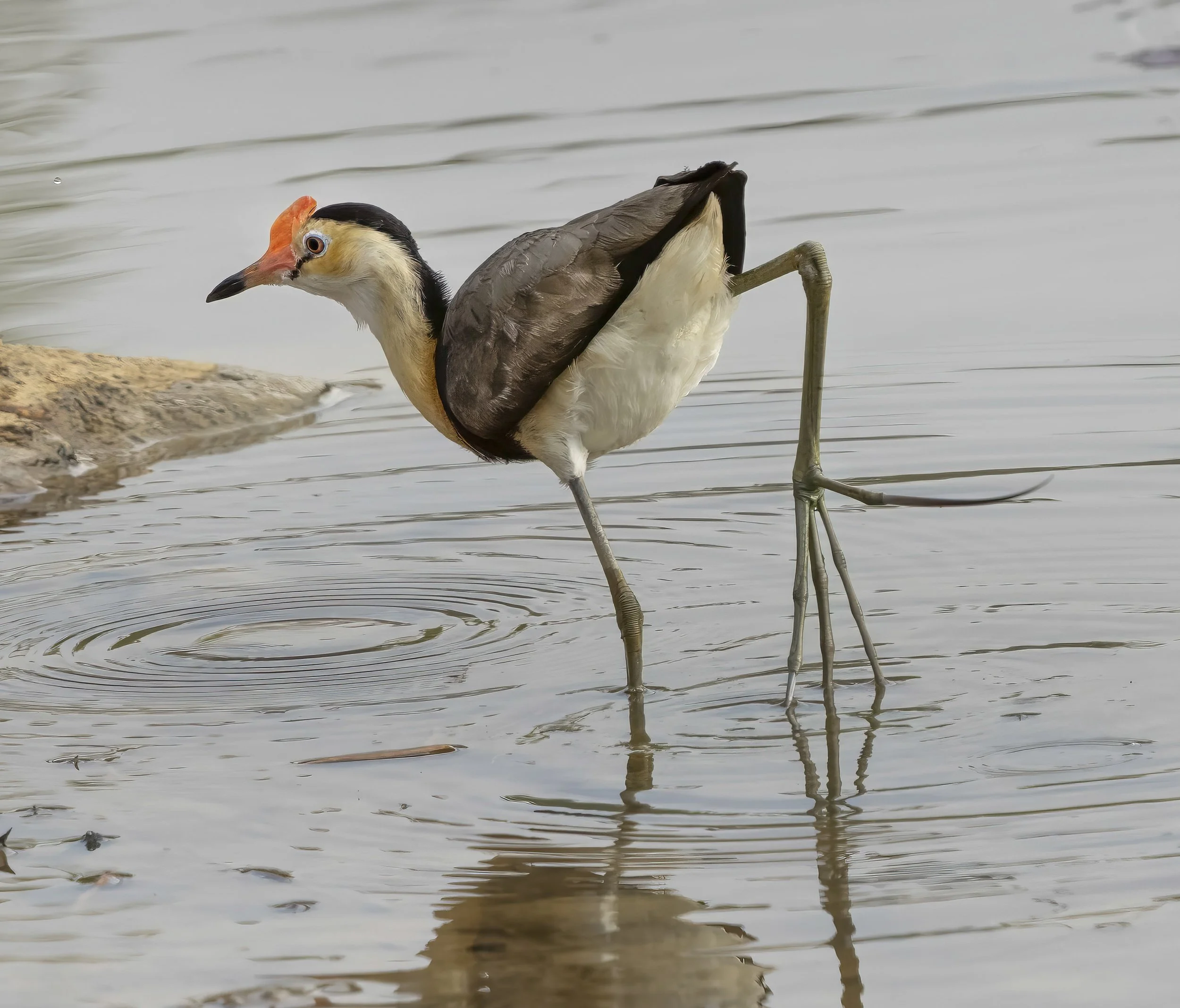 Comb Crested Jacana