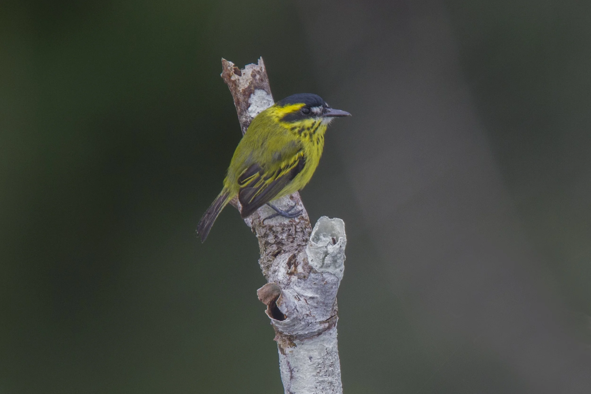 Yellow Browed Tody Flycatcher