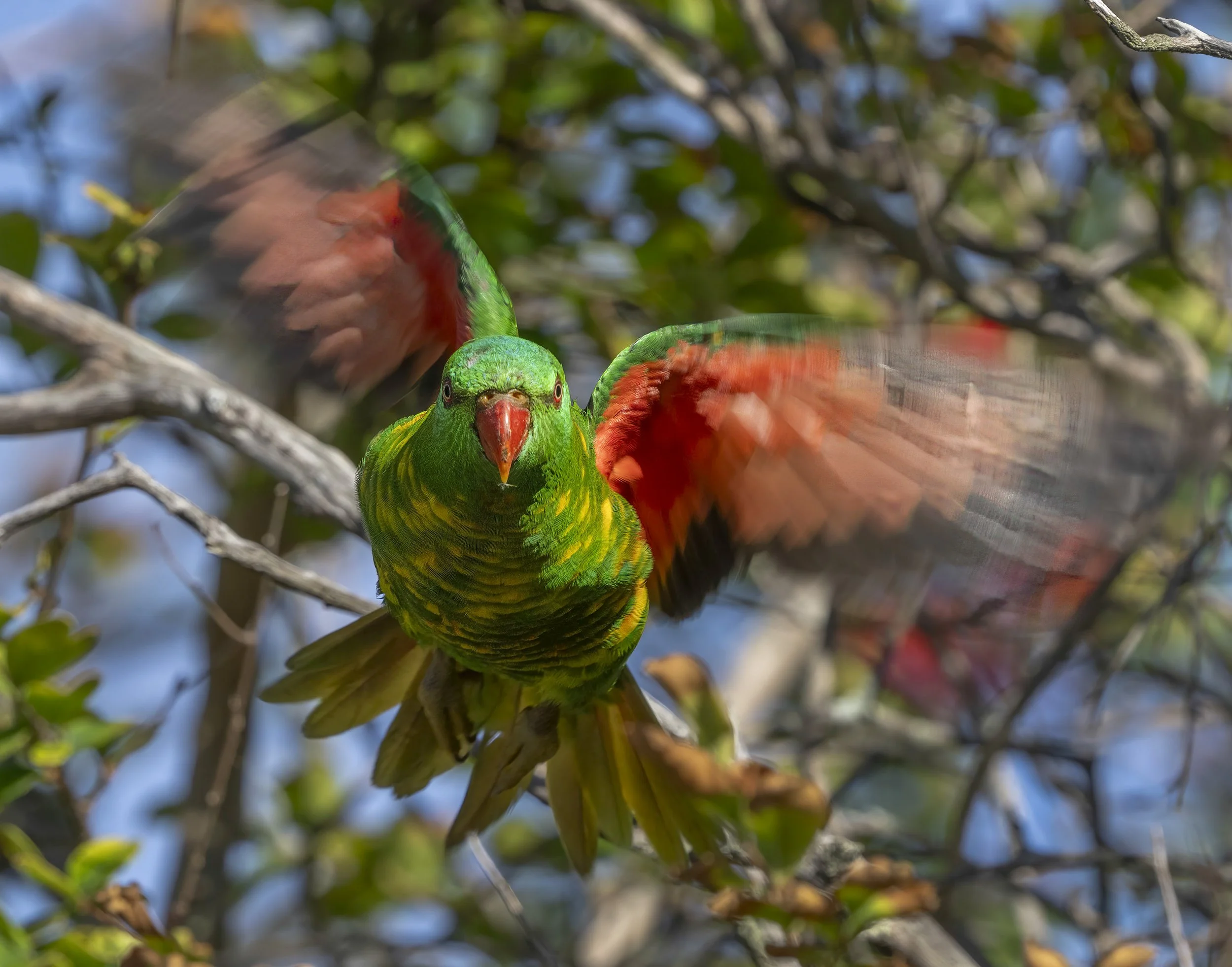 Scaly Breasted Lorikeet