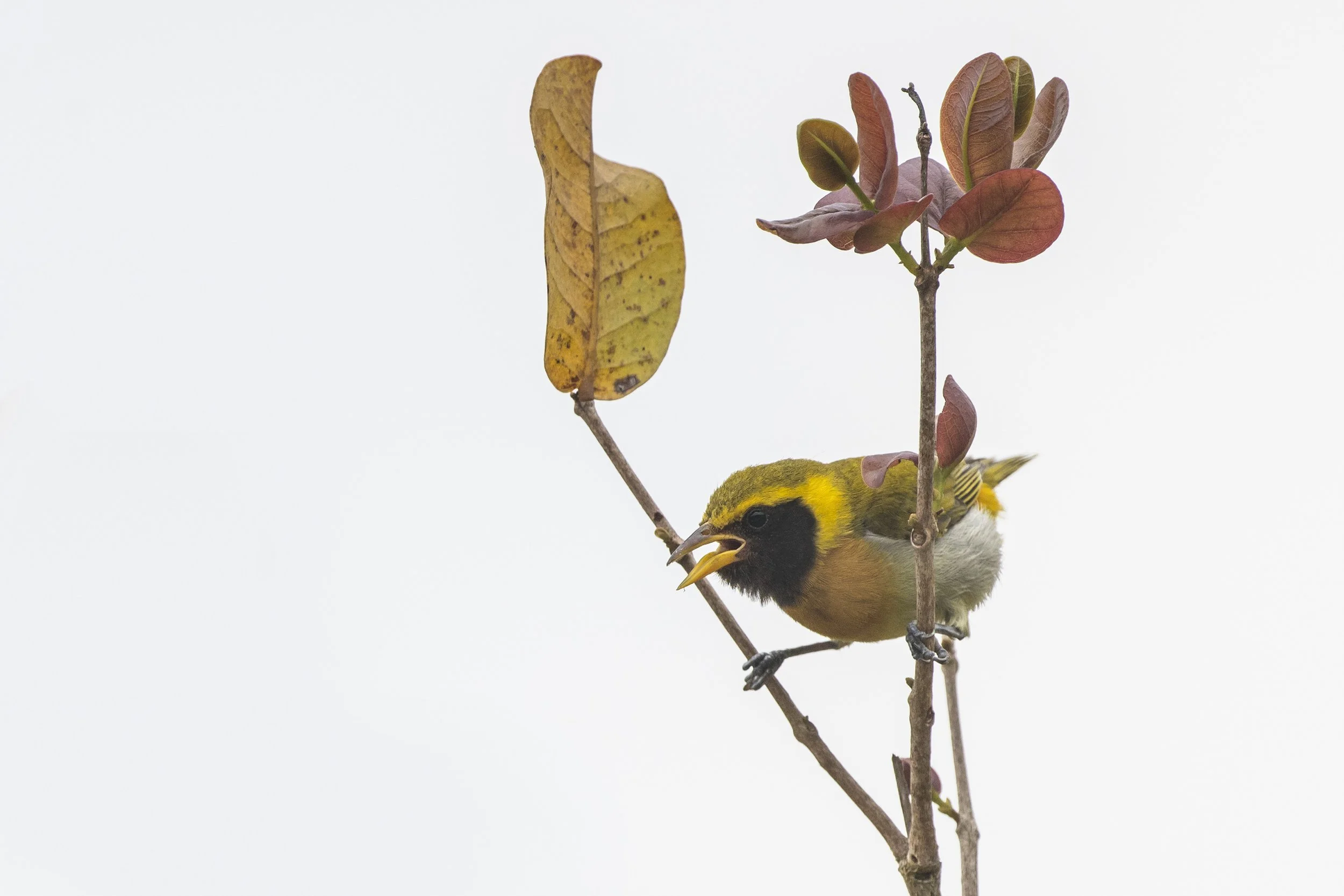 Guira Tanager