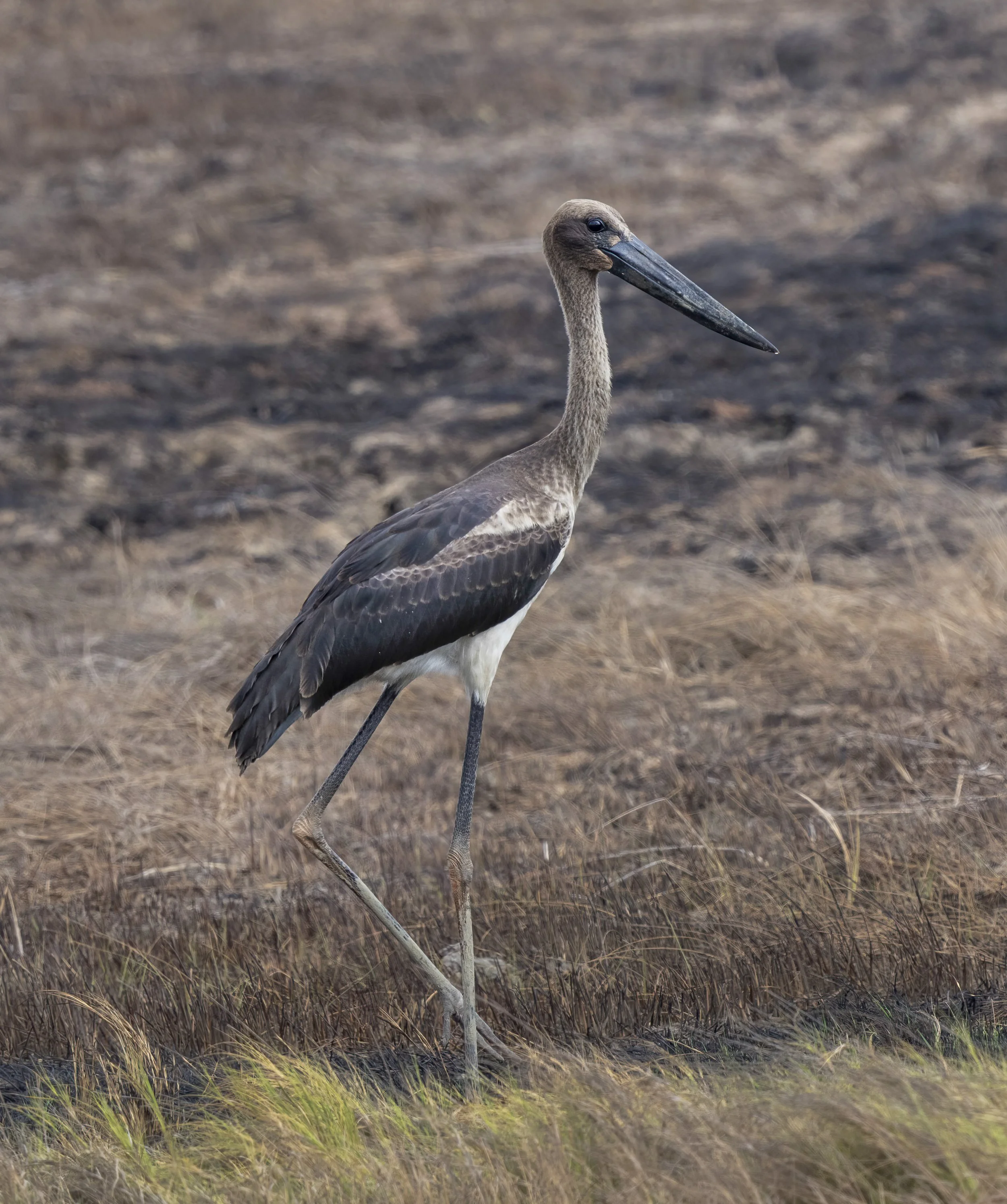 Black Necked Stork