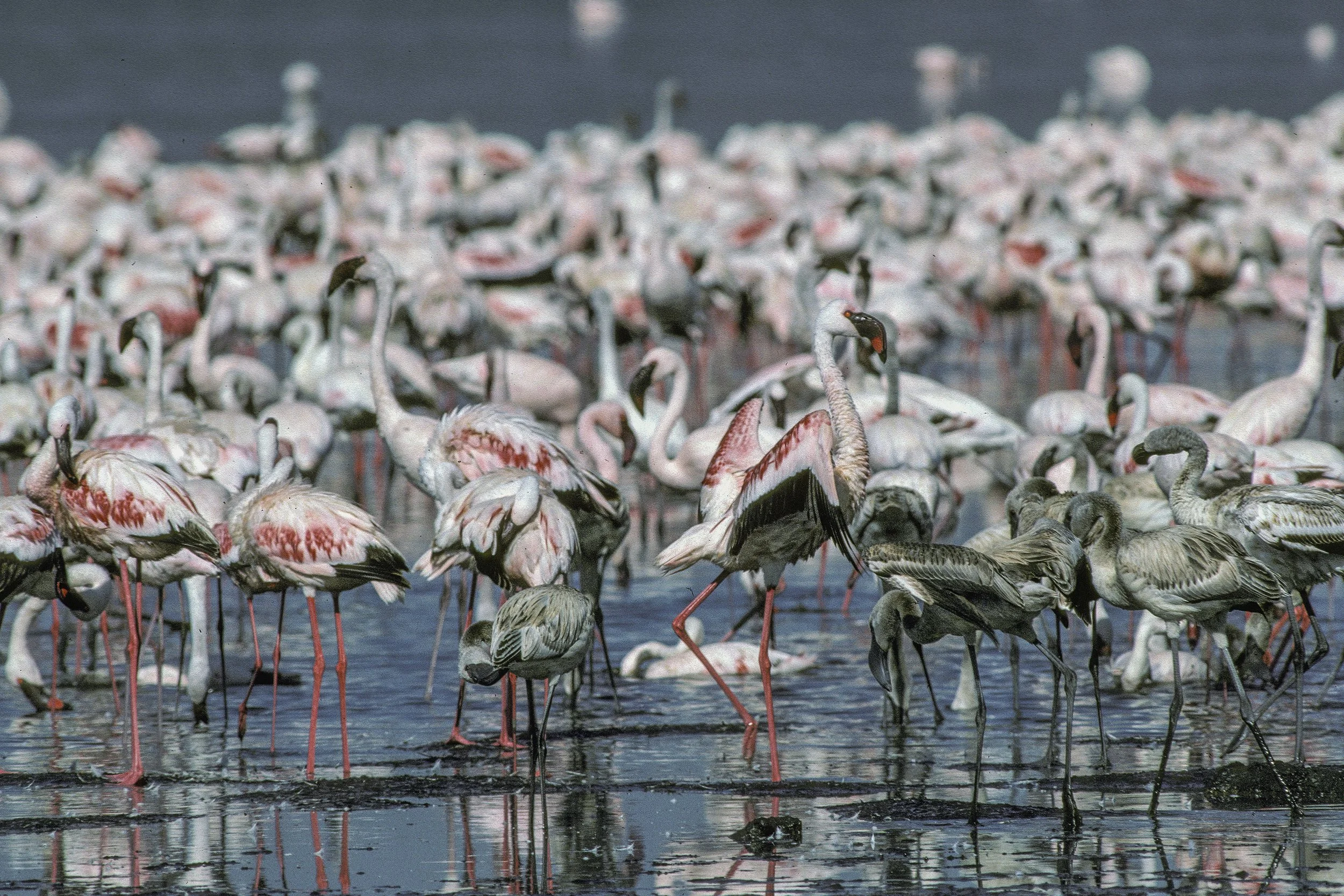 Lesser Flamingo