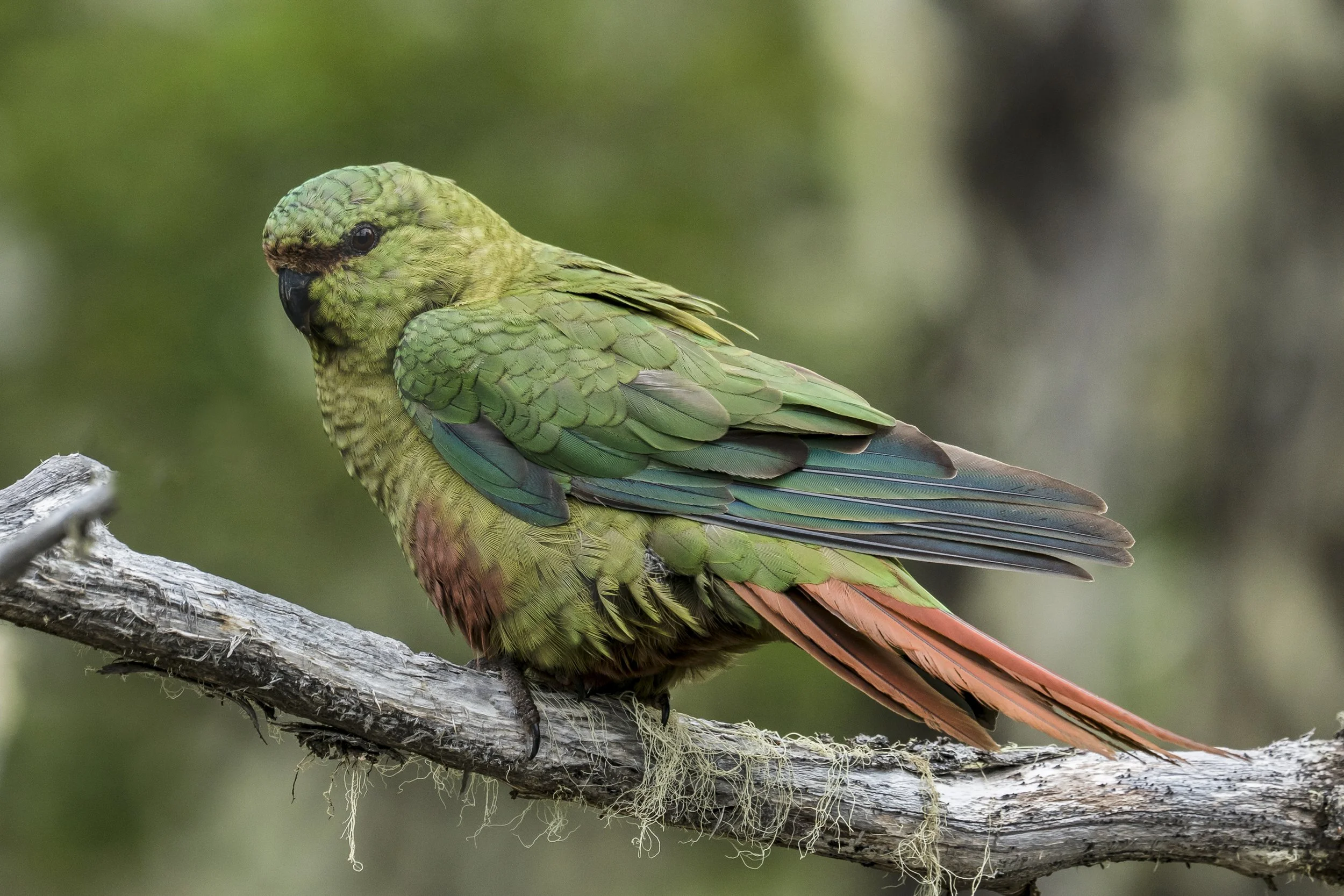 Austral Parakeet