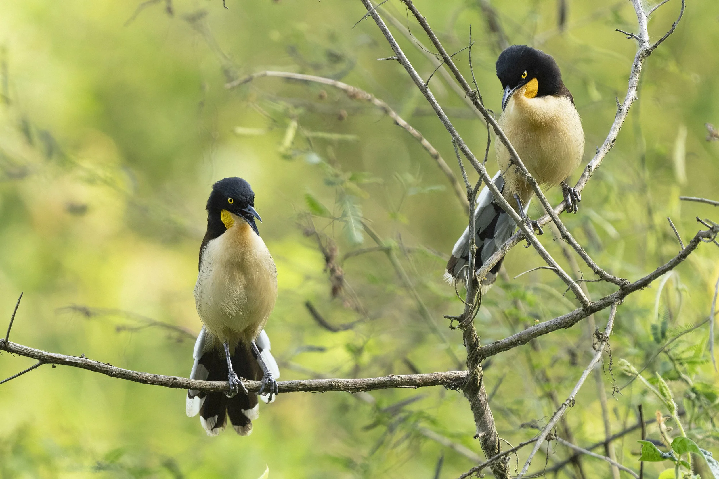 Black Capped Donacobius