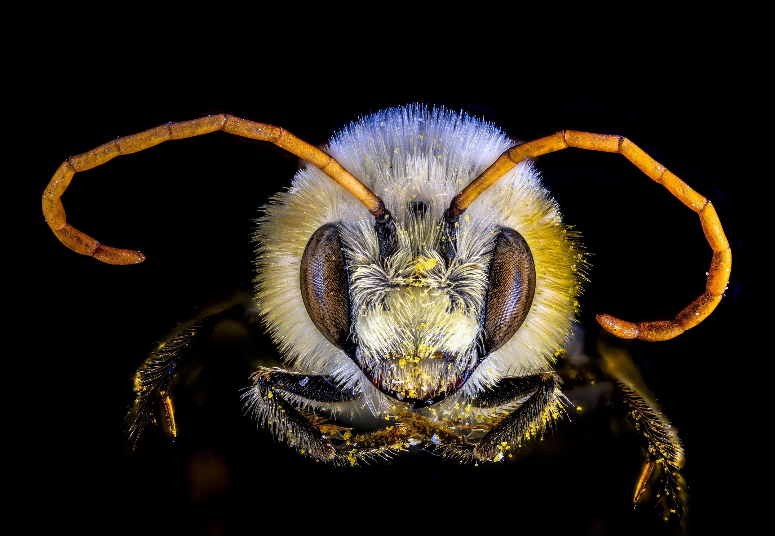 Long_Horned_Bee_Svastra_obliqua?.jpg