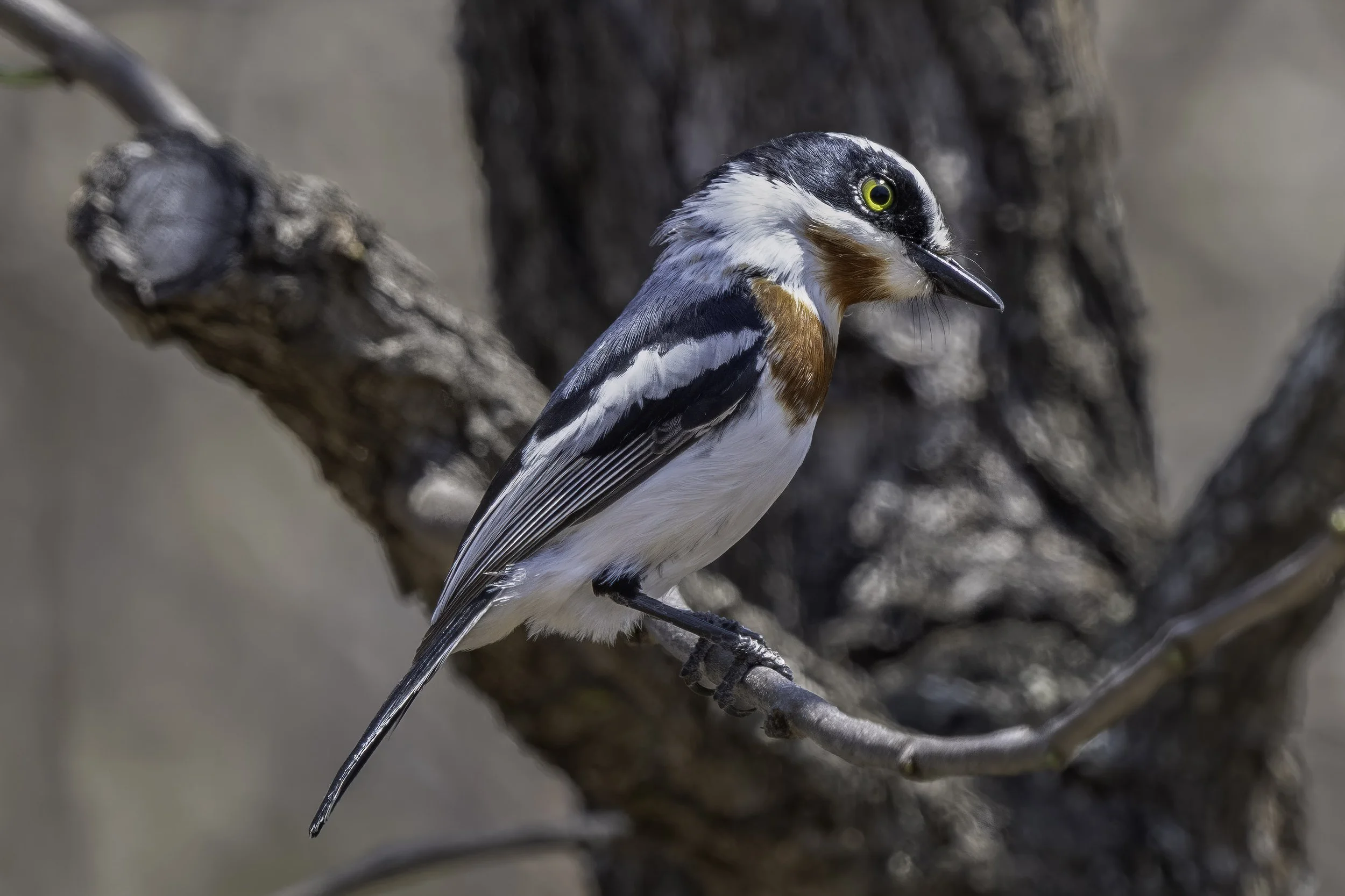 Chinspot Batis