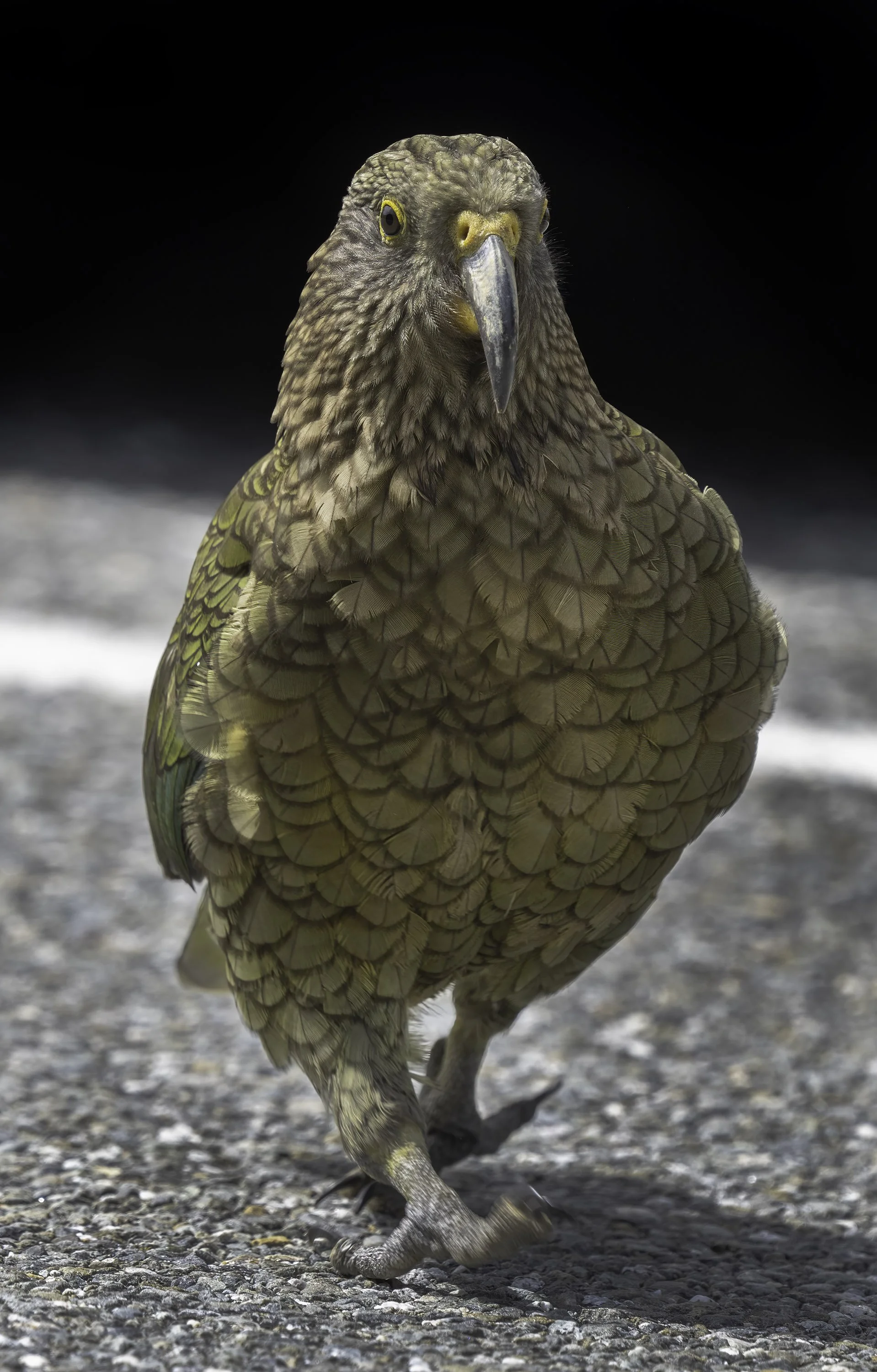Kea