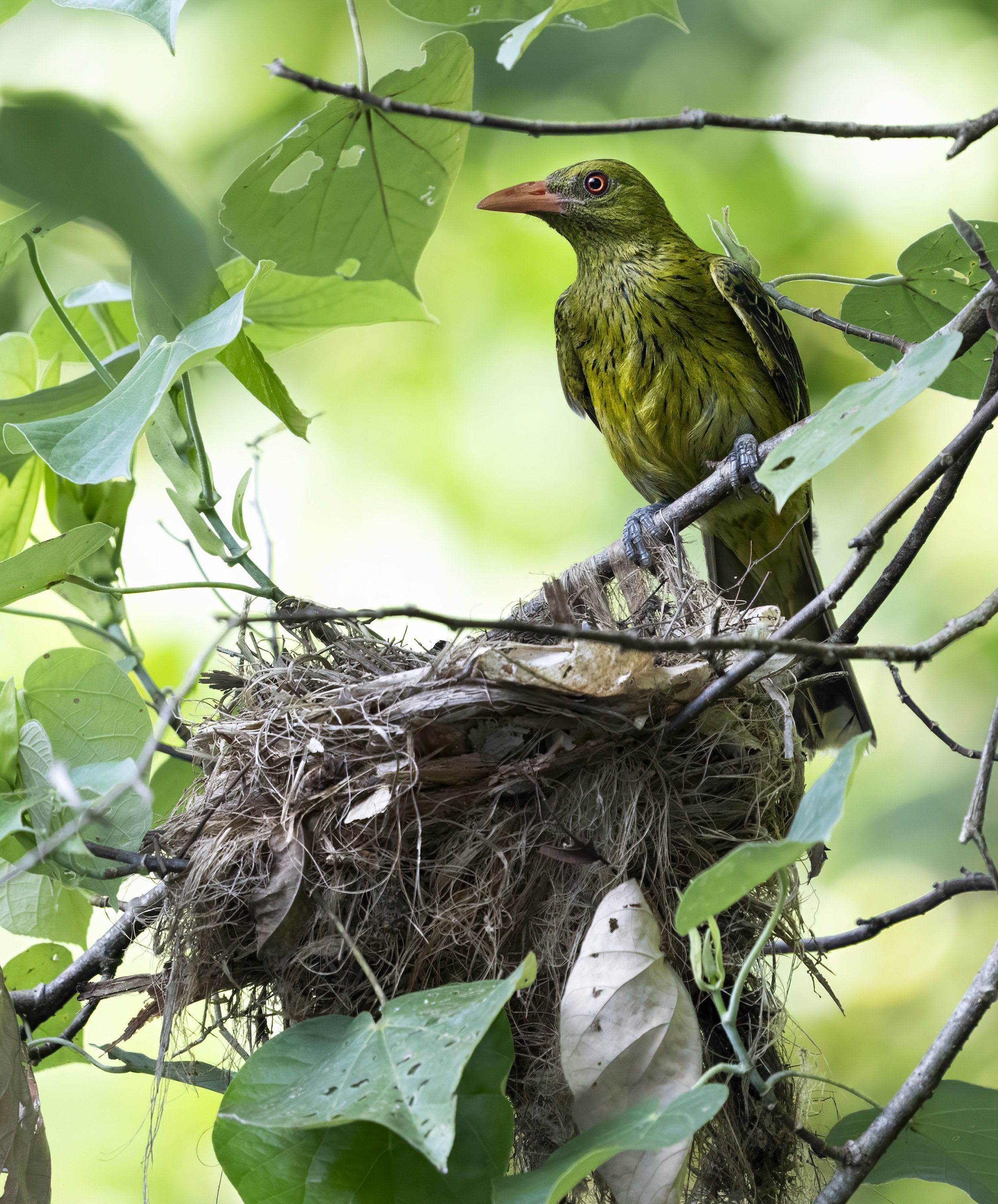 Green Oriole