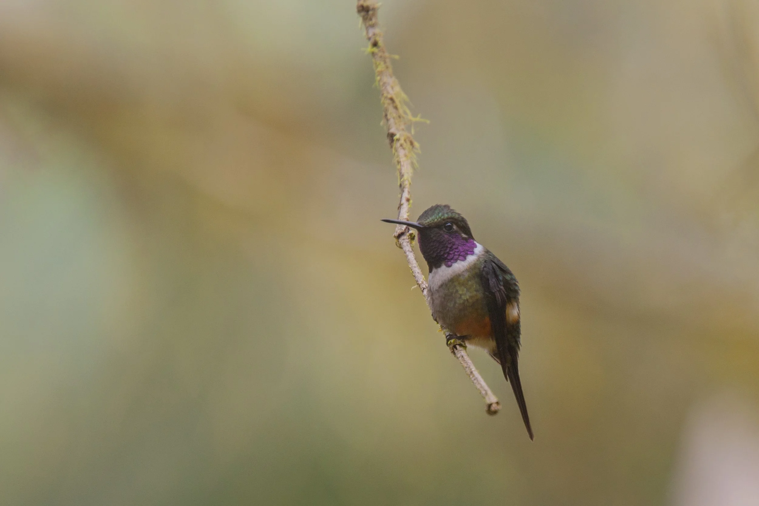 Purple Throated Woodstar