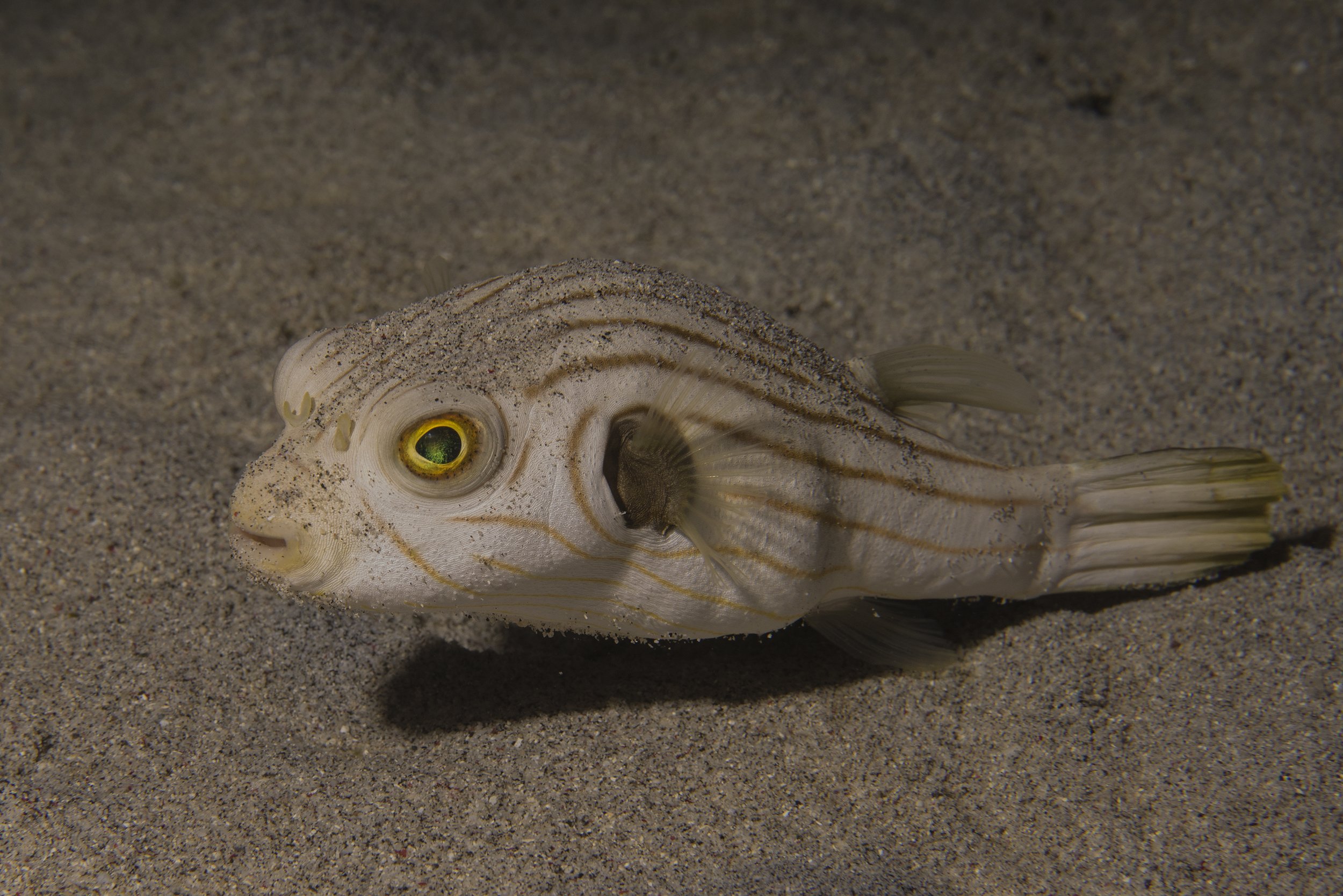 Komodo_DSC07519.jpg