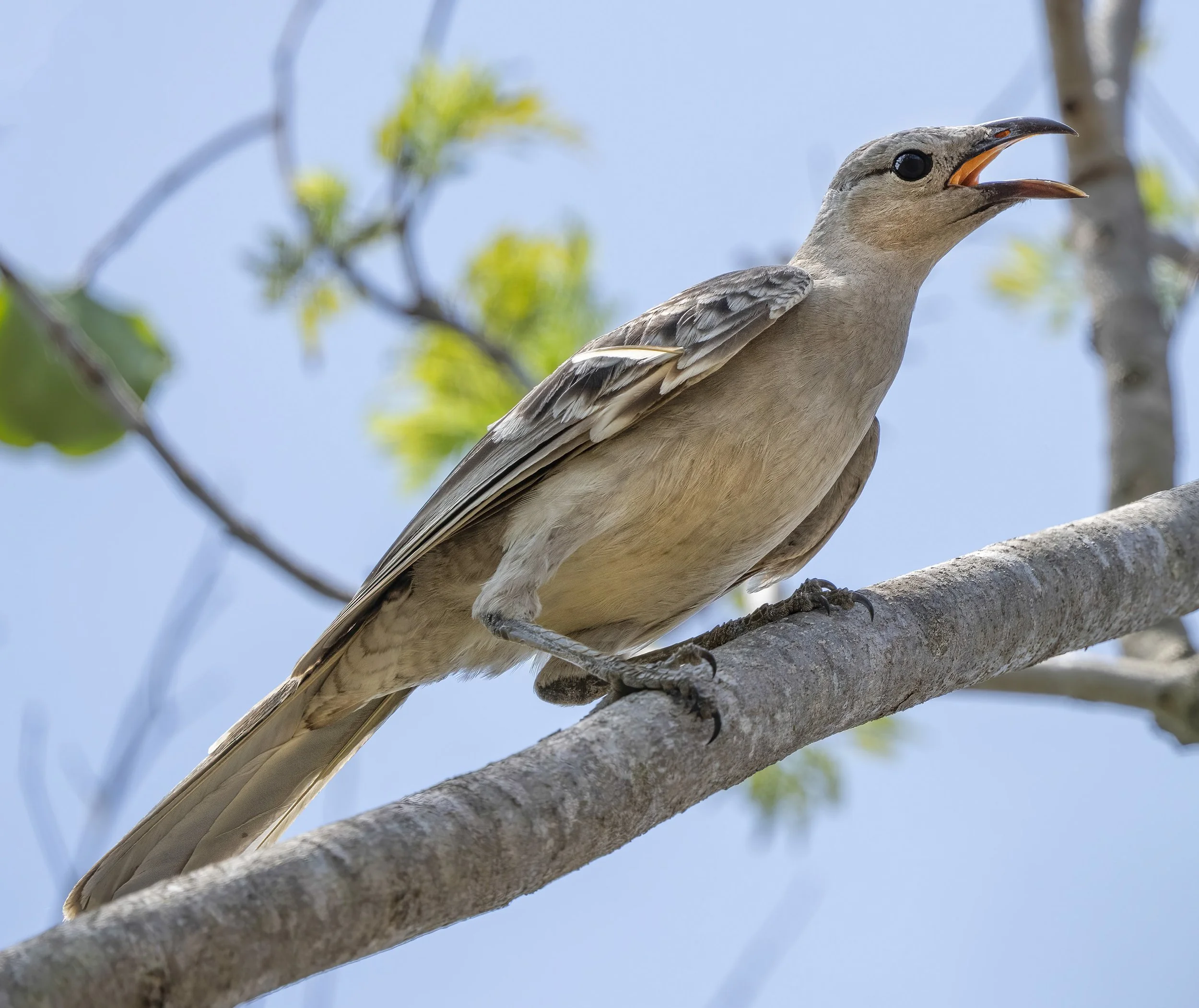 Great Bowerbird