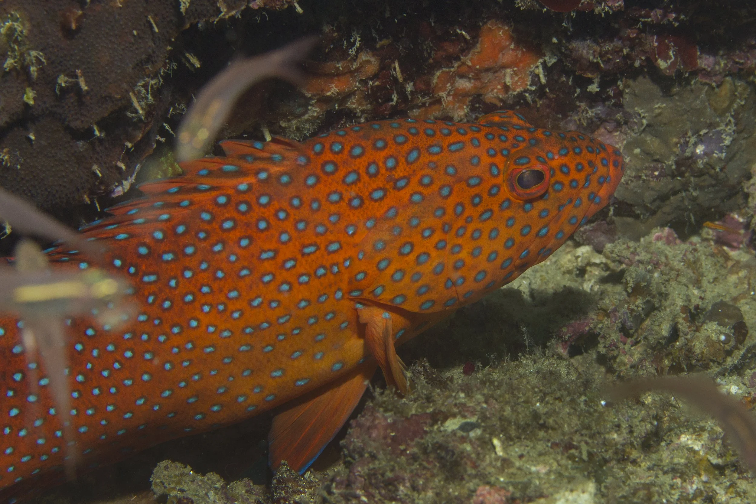 Halmahera_IMG_1649.jpg