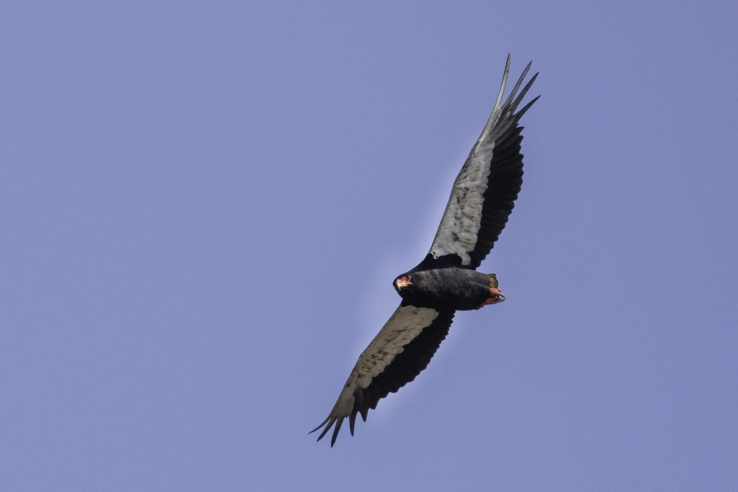 Bateleur