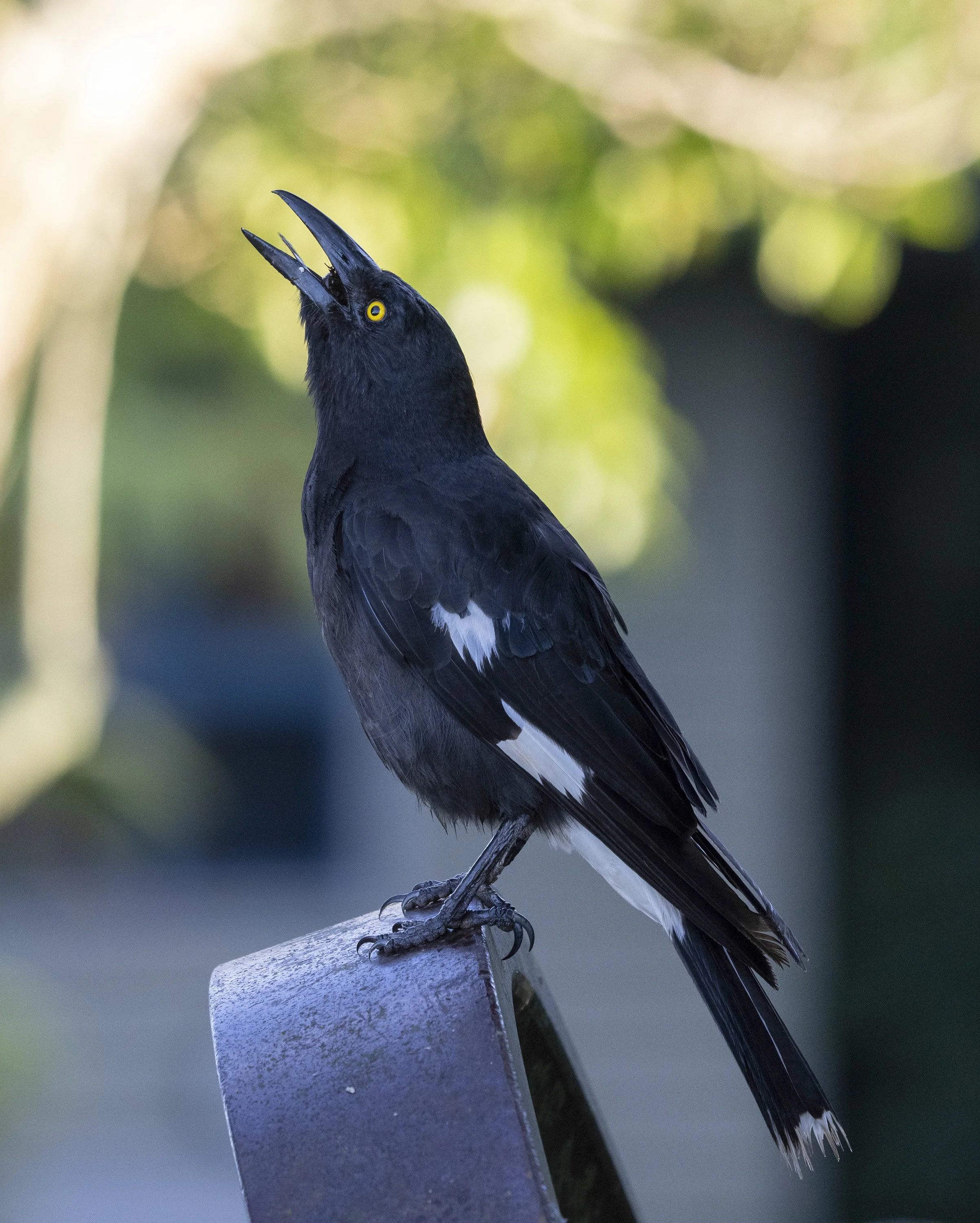Pied Currawong