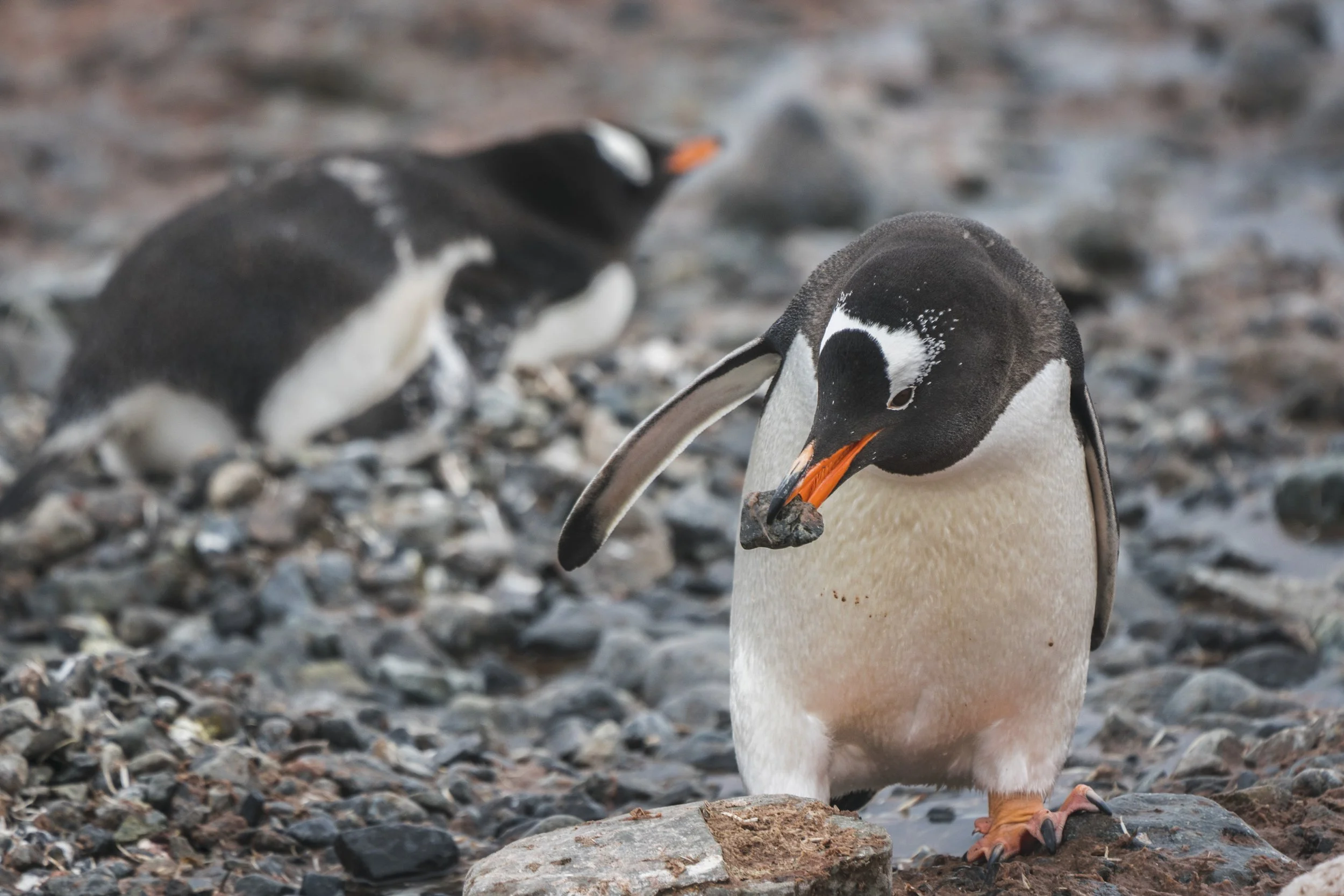 Gentoo Penguin
