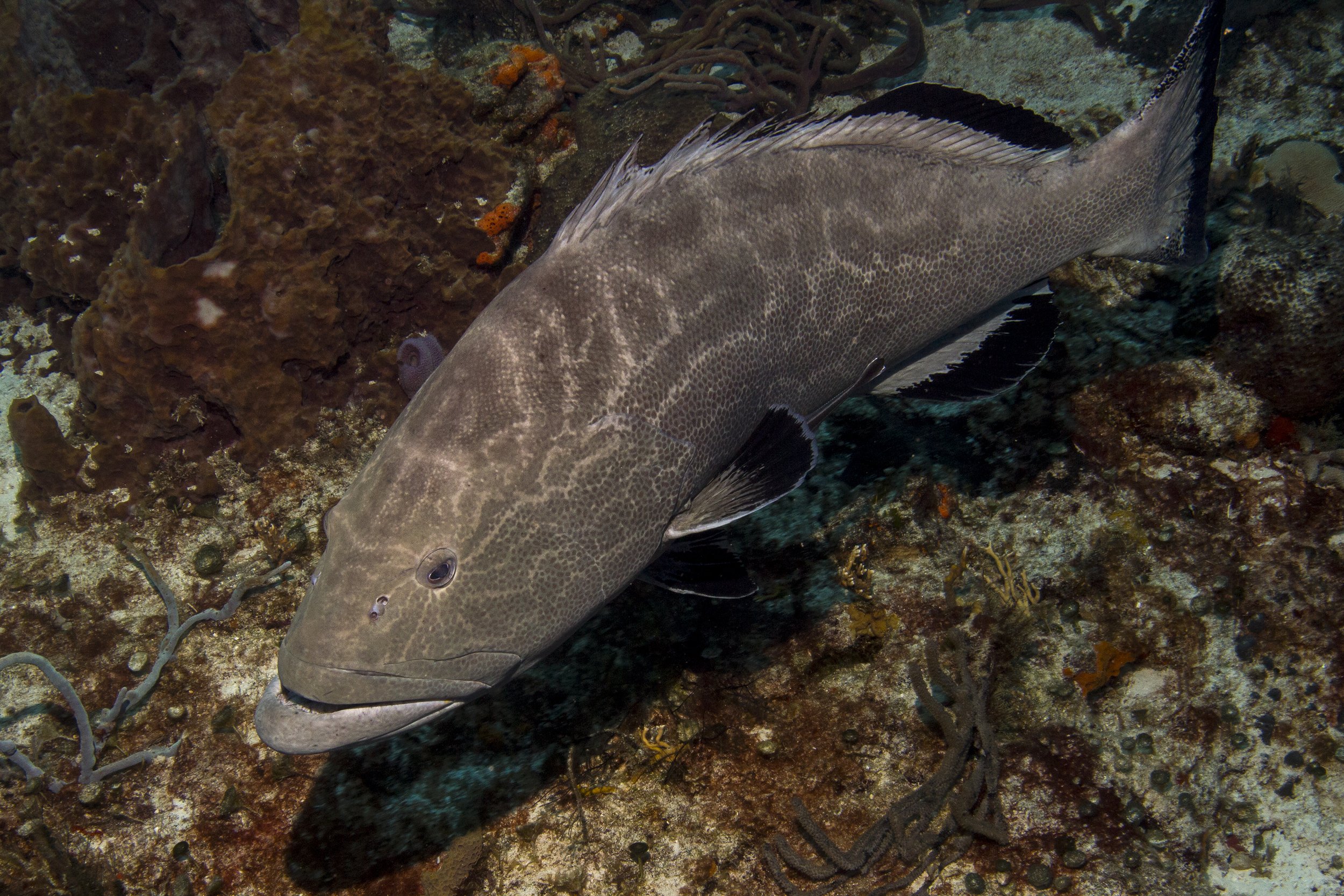 Cozumel_IMG_0461.jpg