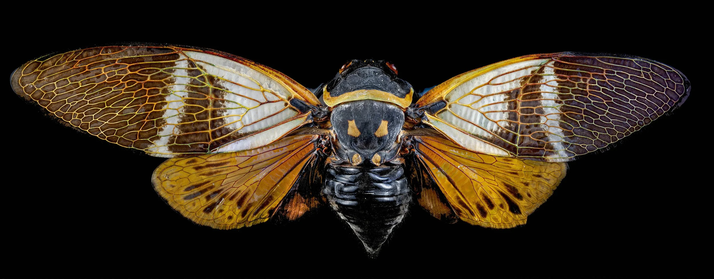 Angamiana_floridula_2.jpg