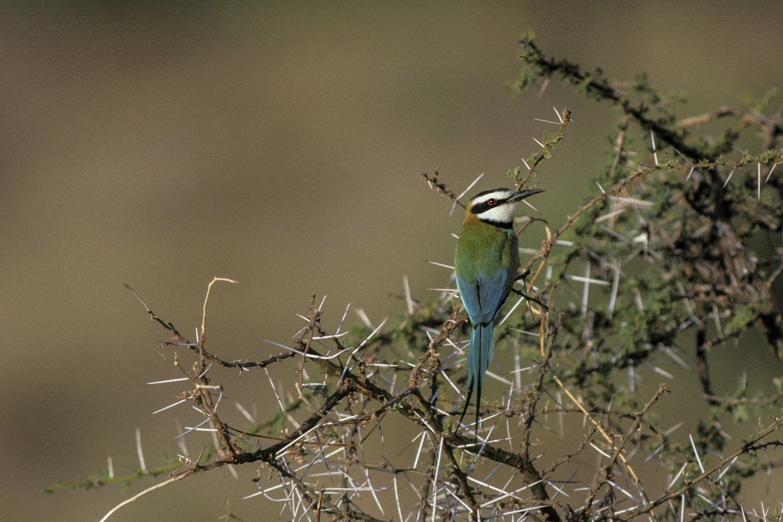 White Throated Bee Eater