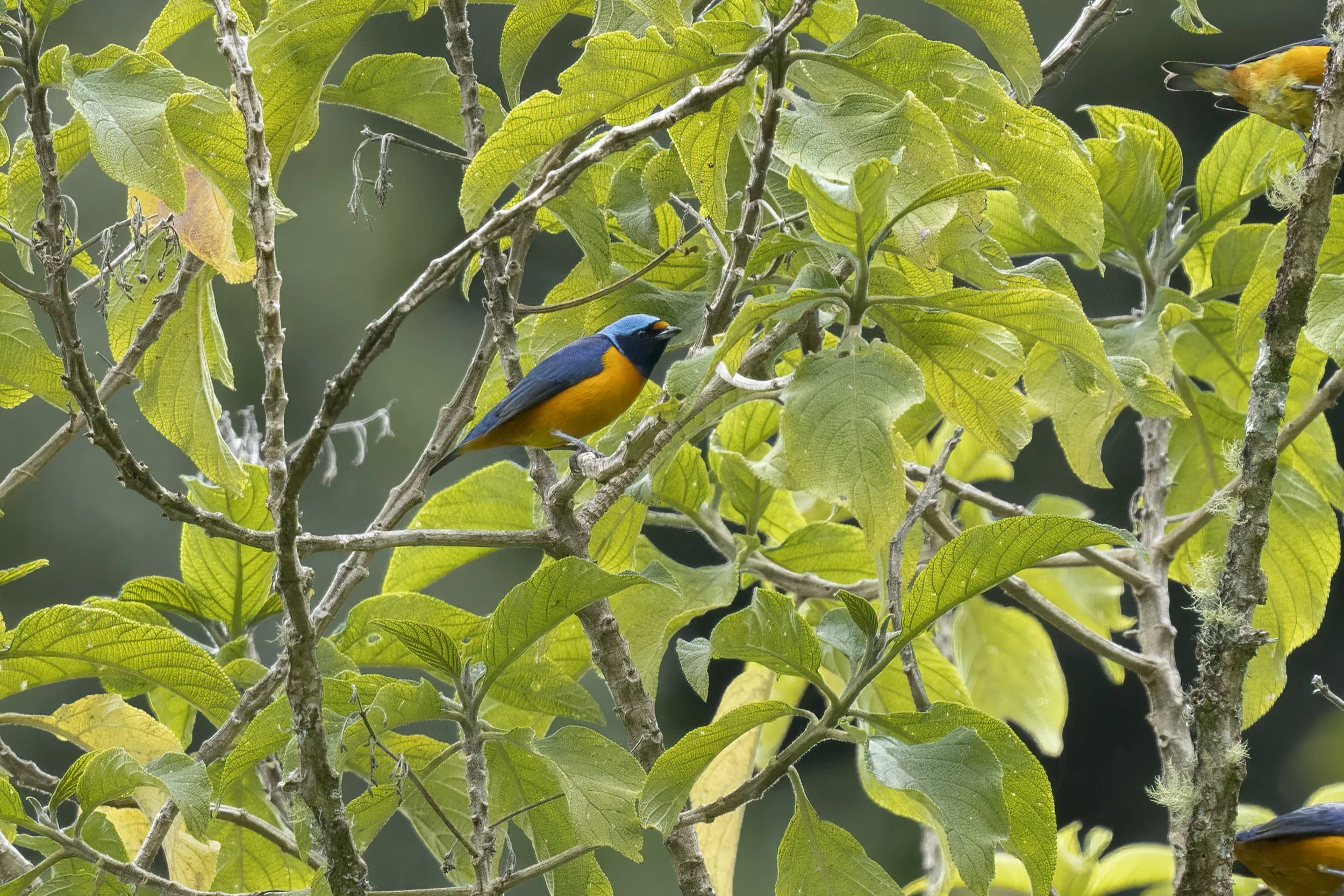 Elegant Euphonia 