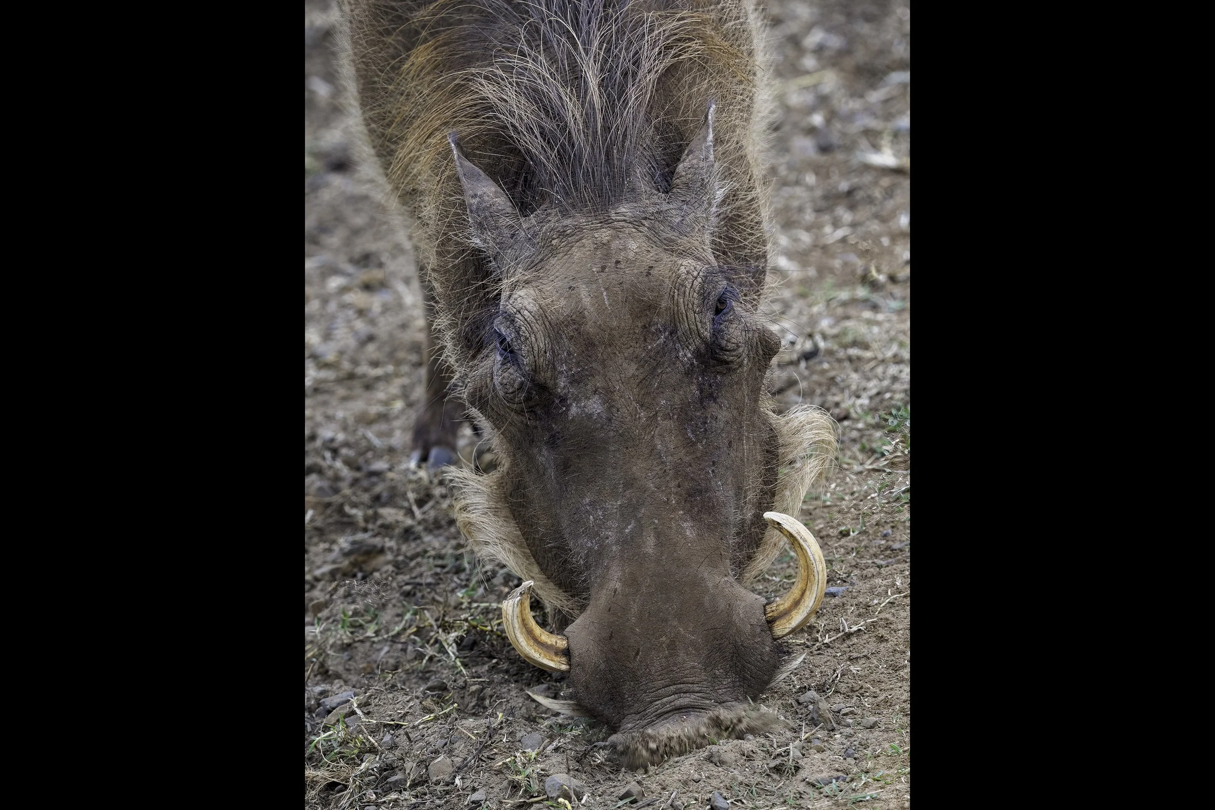 Warthog