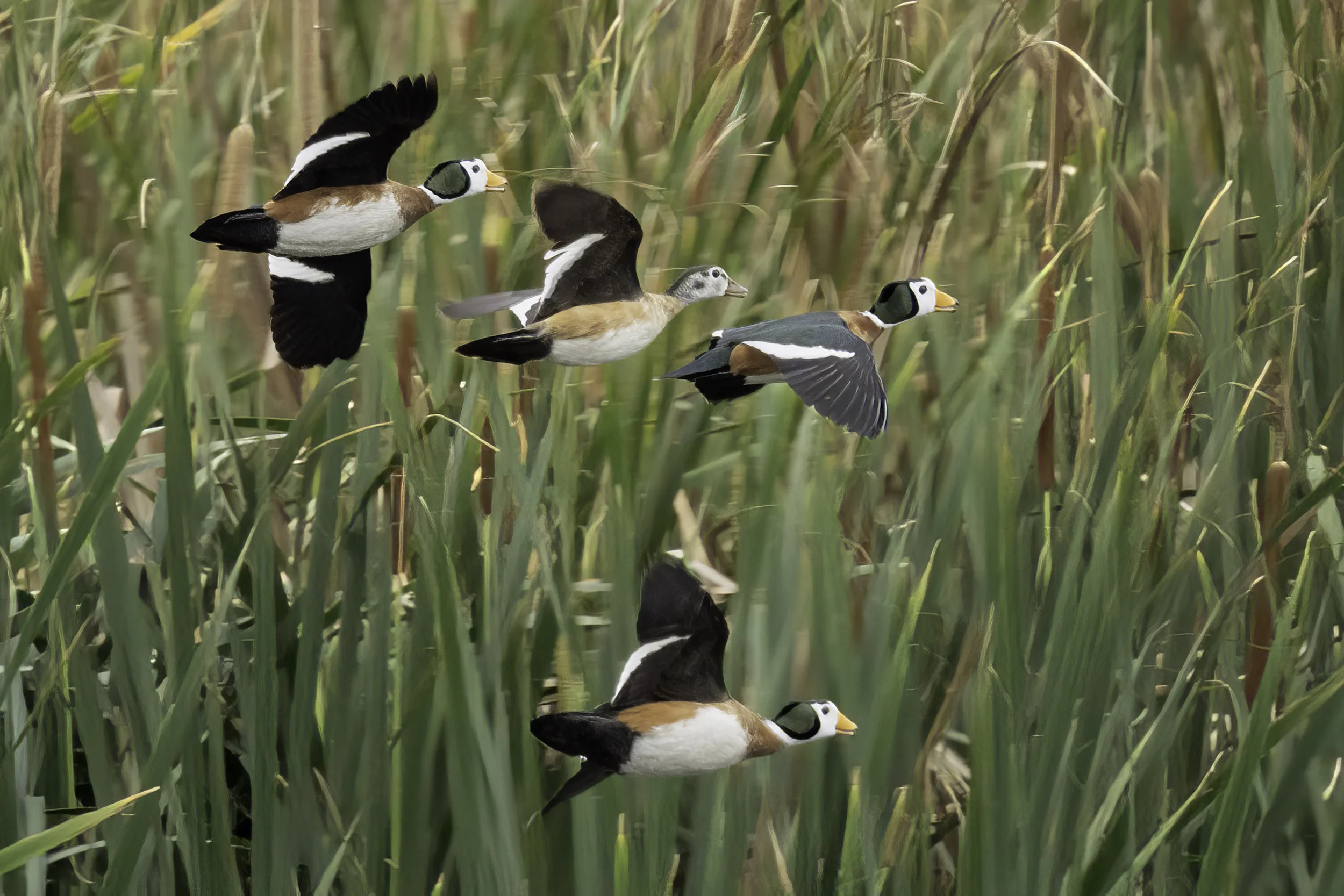 African Pygmy Goose