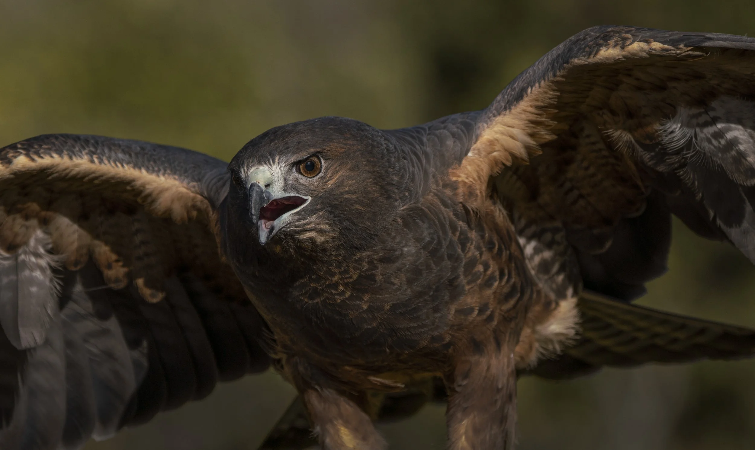  Swainsons Hawk