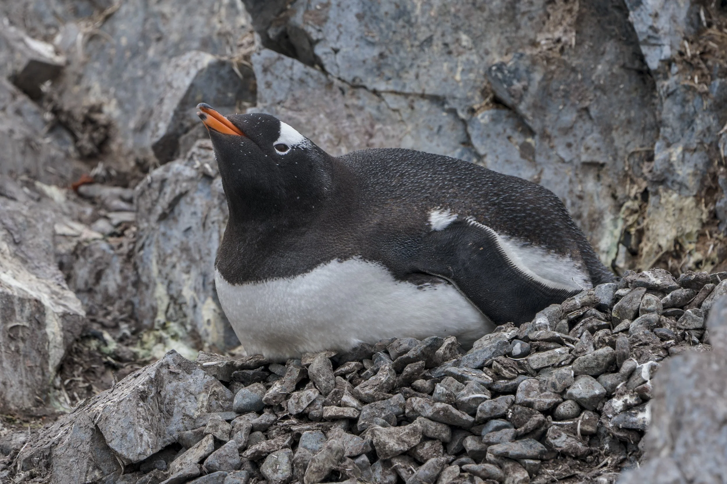 Gentoo Penguin
