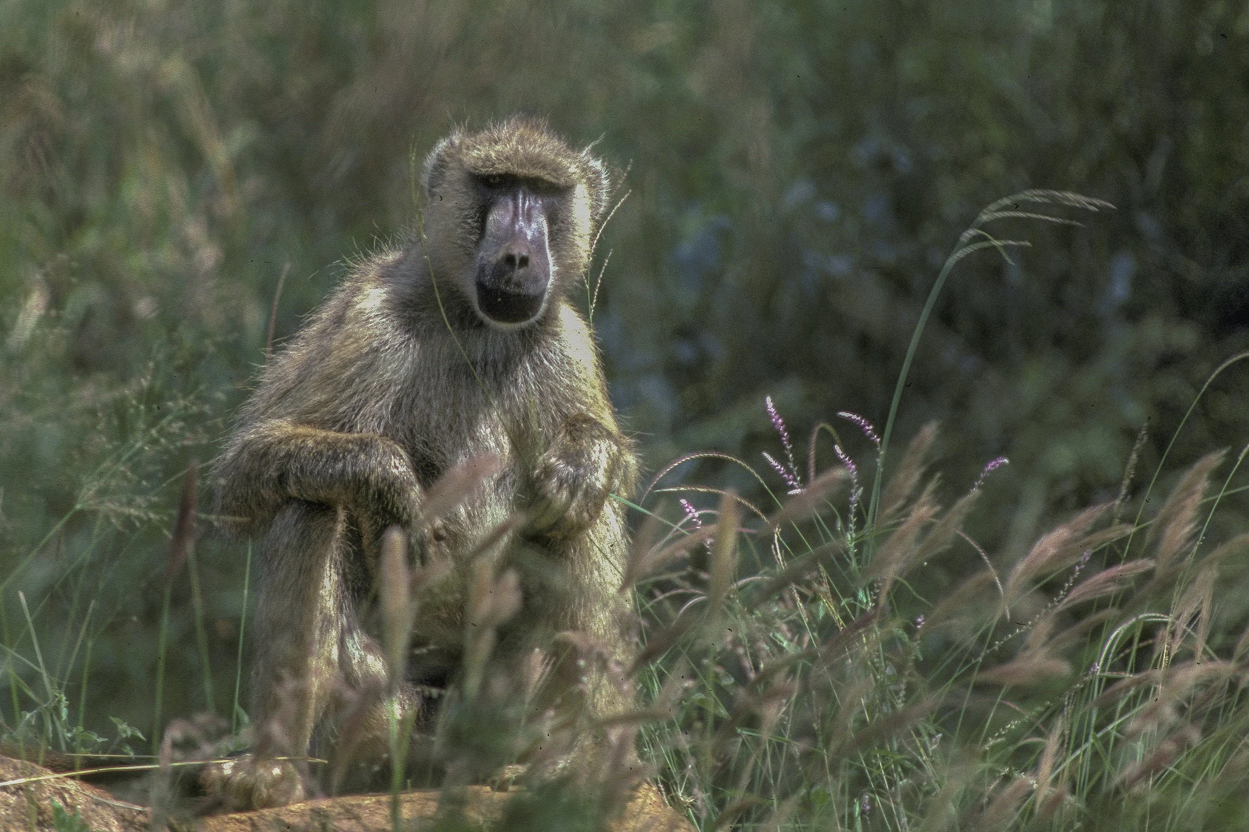 Baboon