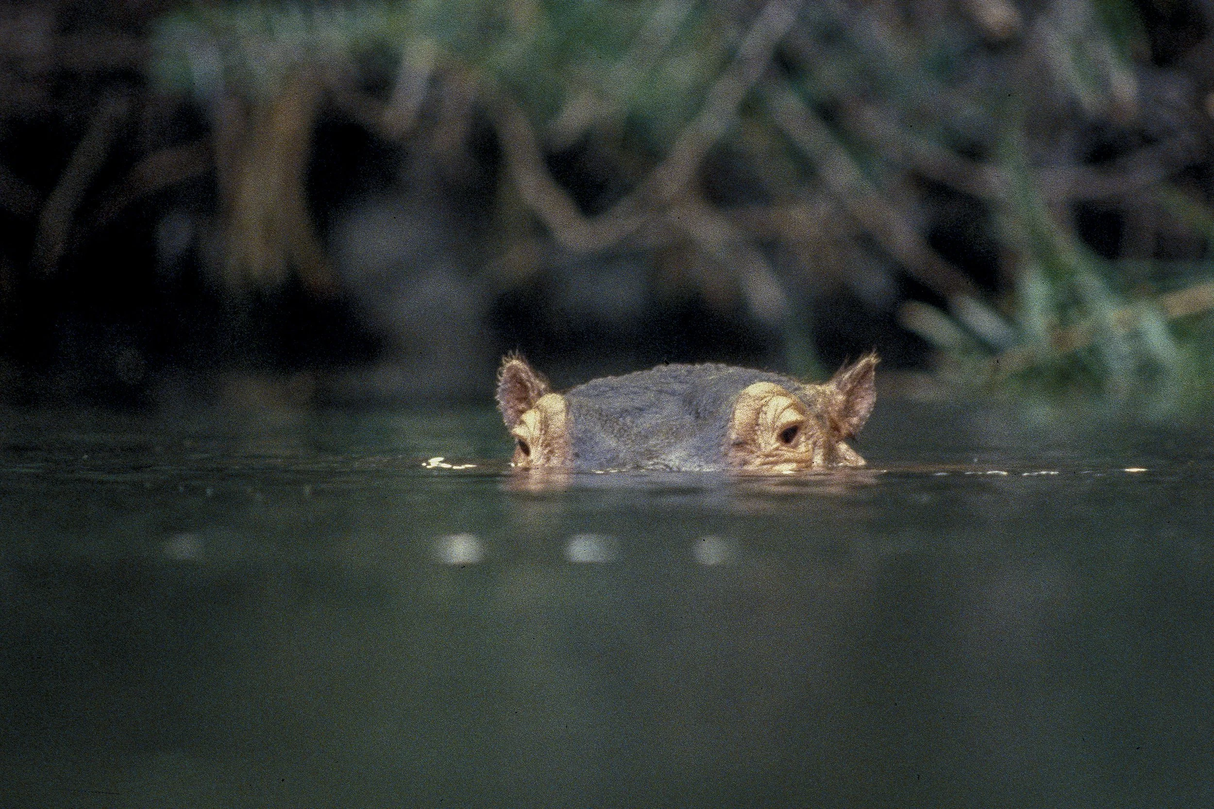 Hippo