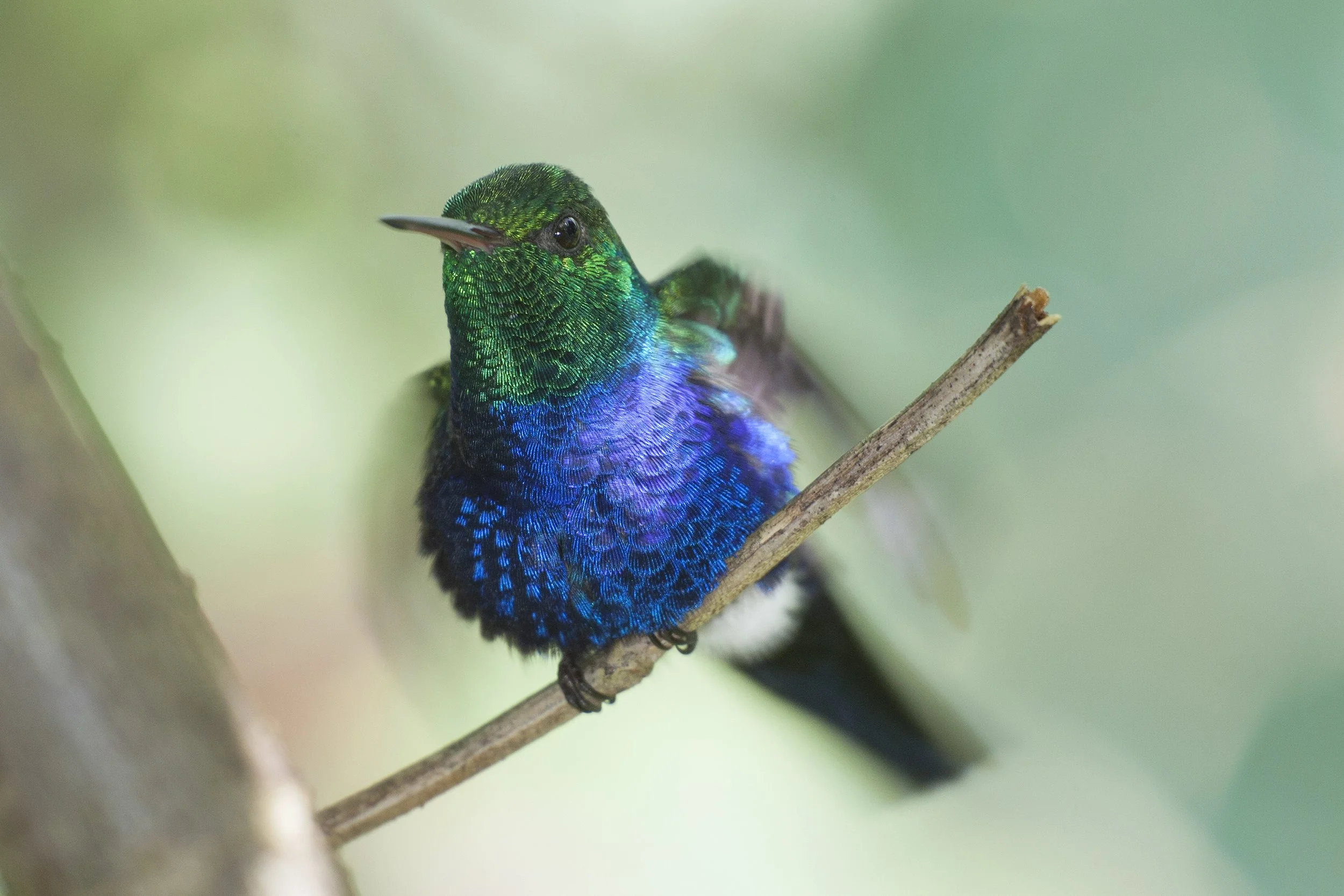 Violet Bellied Hummingbird