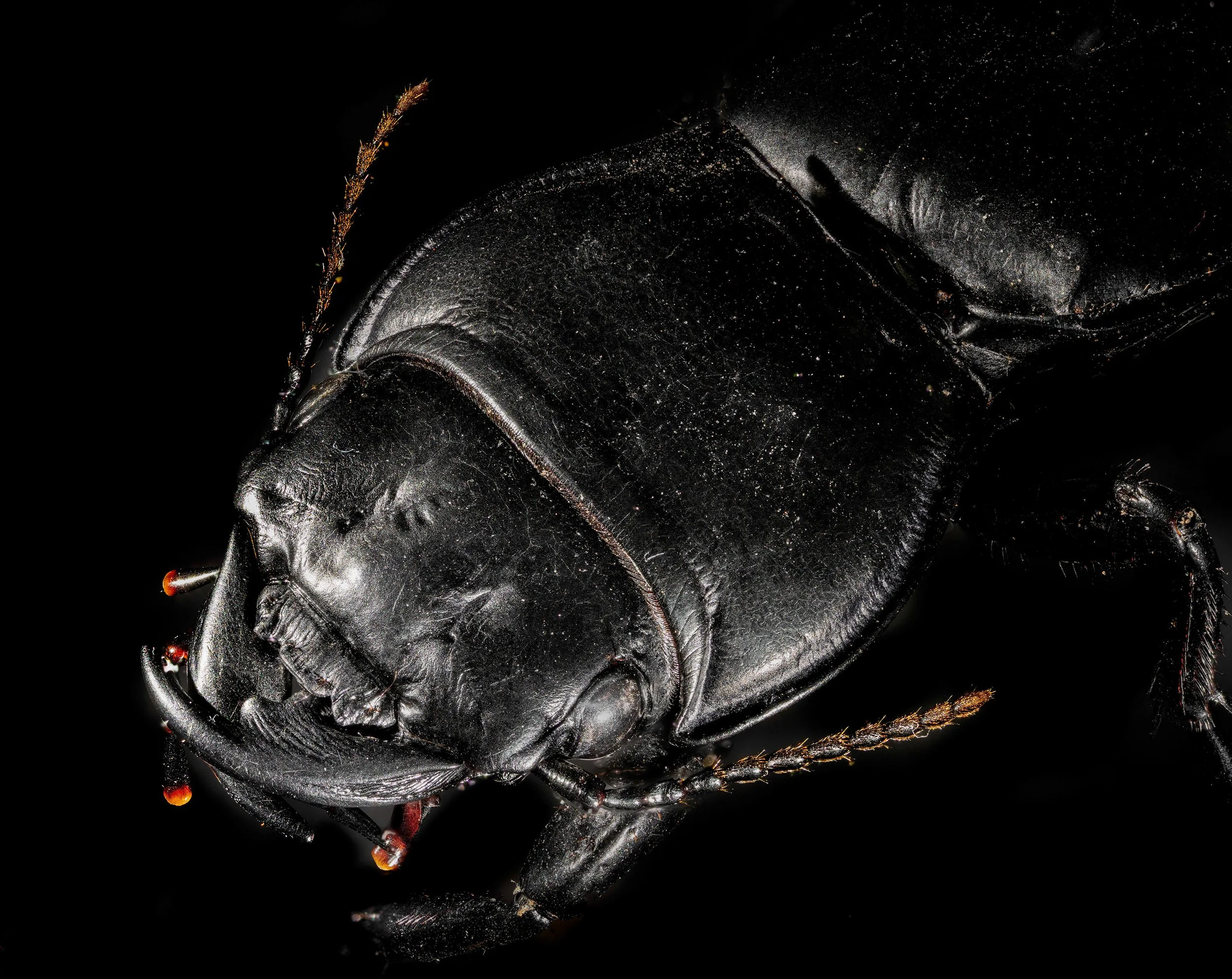 Darkling_Beetle_2.jpg