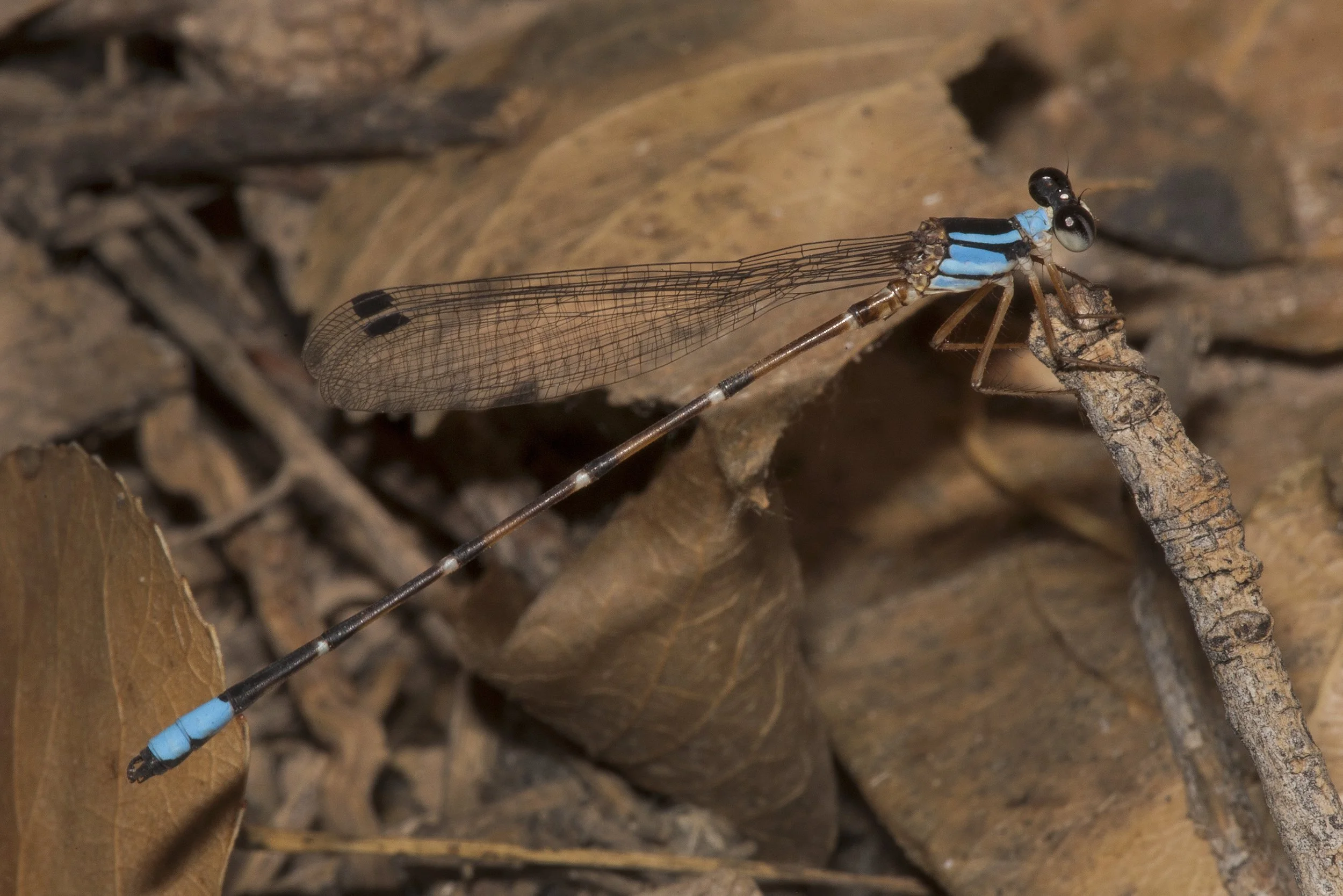 Palaemnema domina (Desert Shadowdamsel)_IMG_0259.jpg