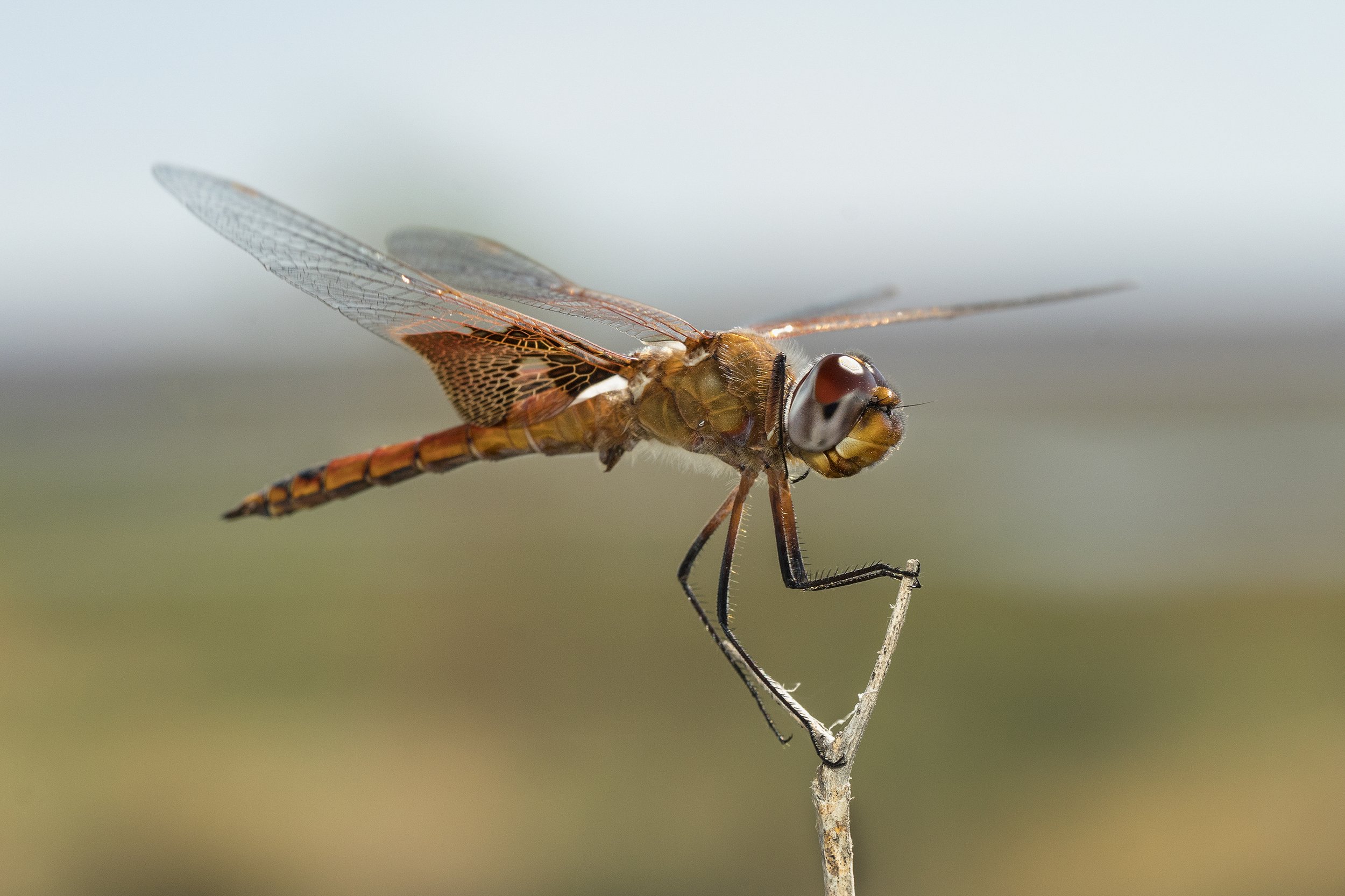 Red Saddlebags (Tramea onusta)_DSC02582.jpg
