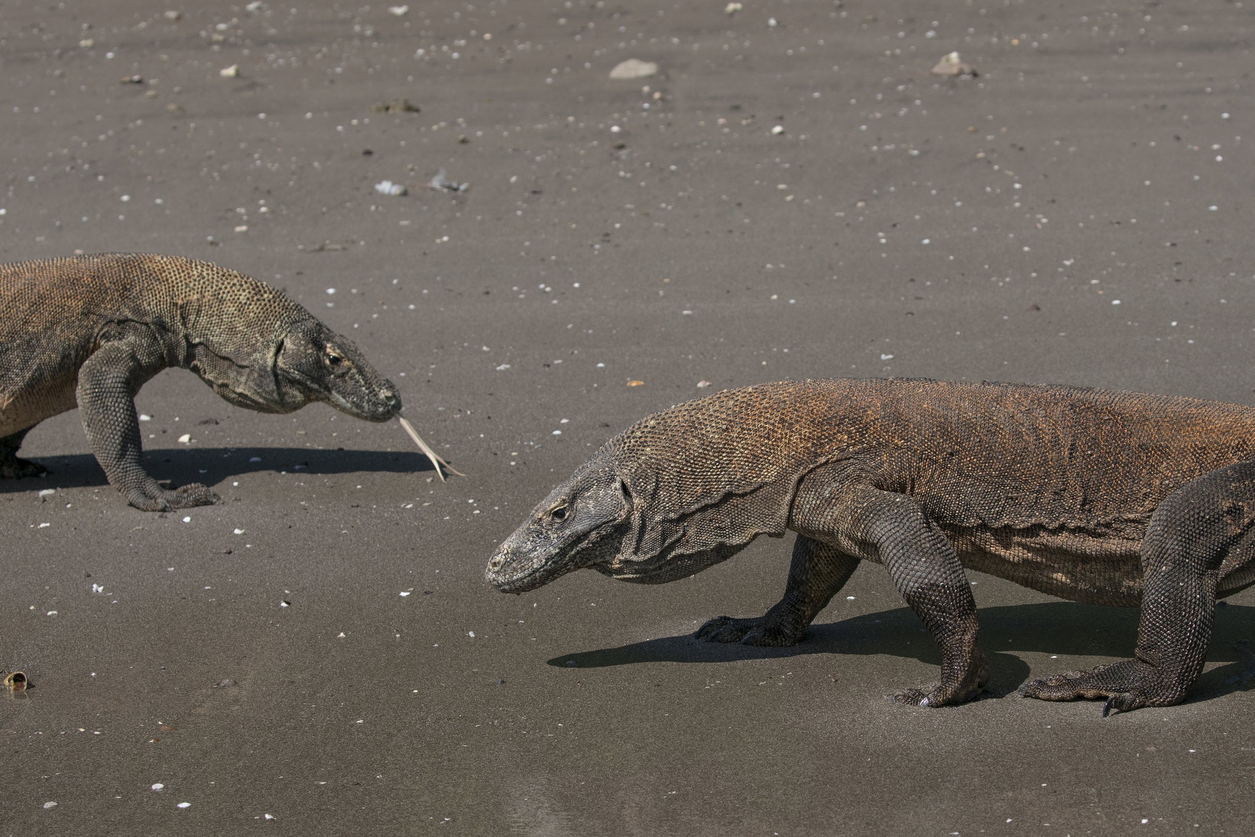 Komodo_DSC00538.jpg