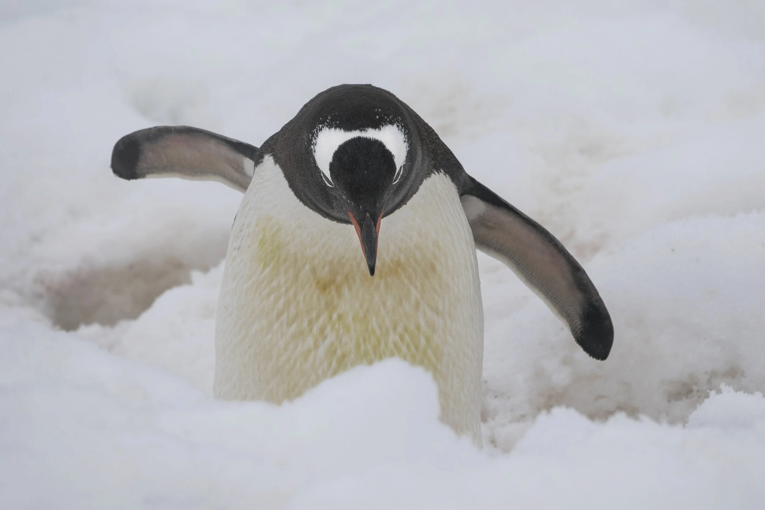 Gentoo Penguin