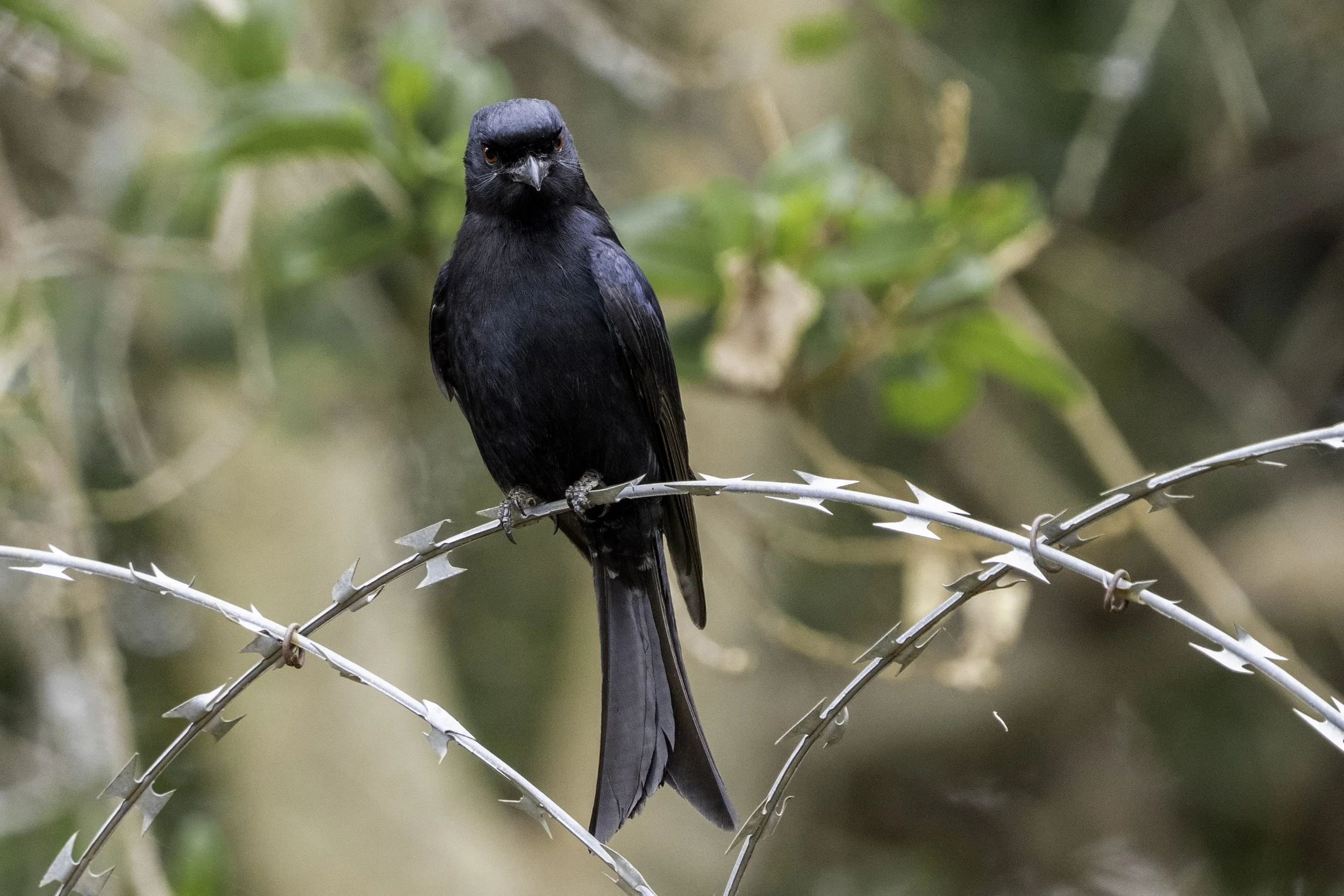 Fork Tailed Drongo