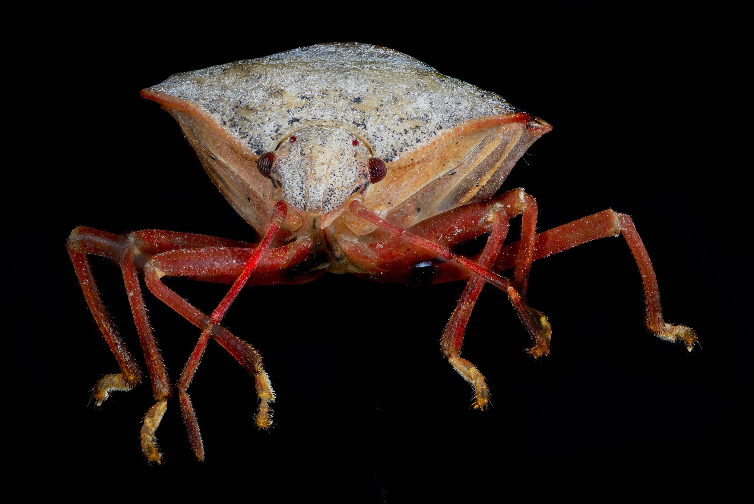 Stink_Bug_1.jpg