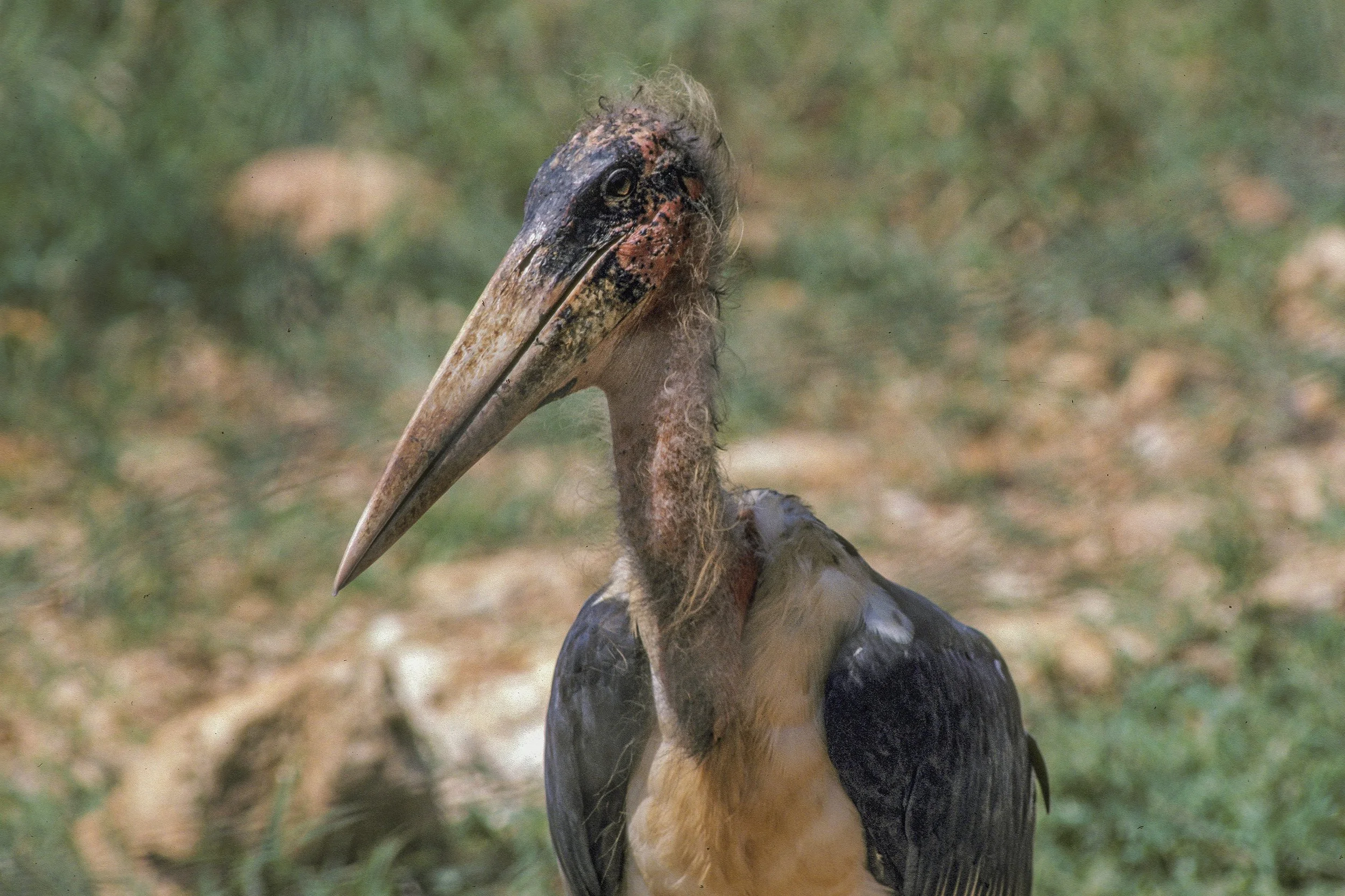 Marabou Stork