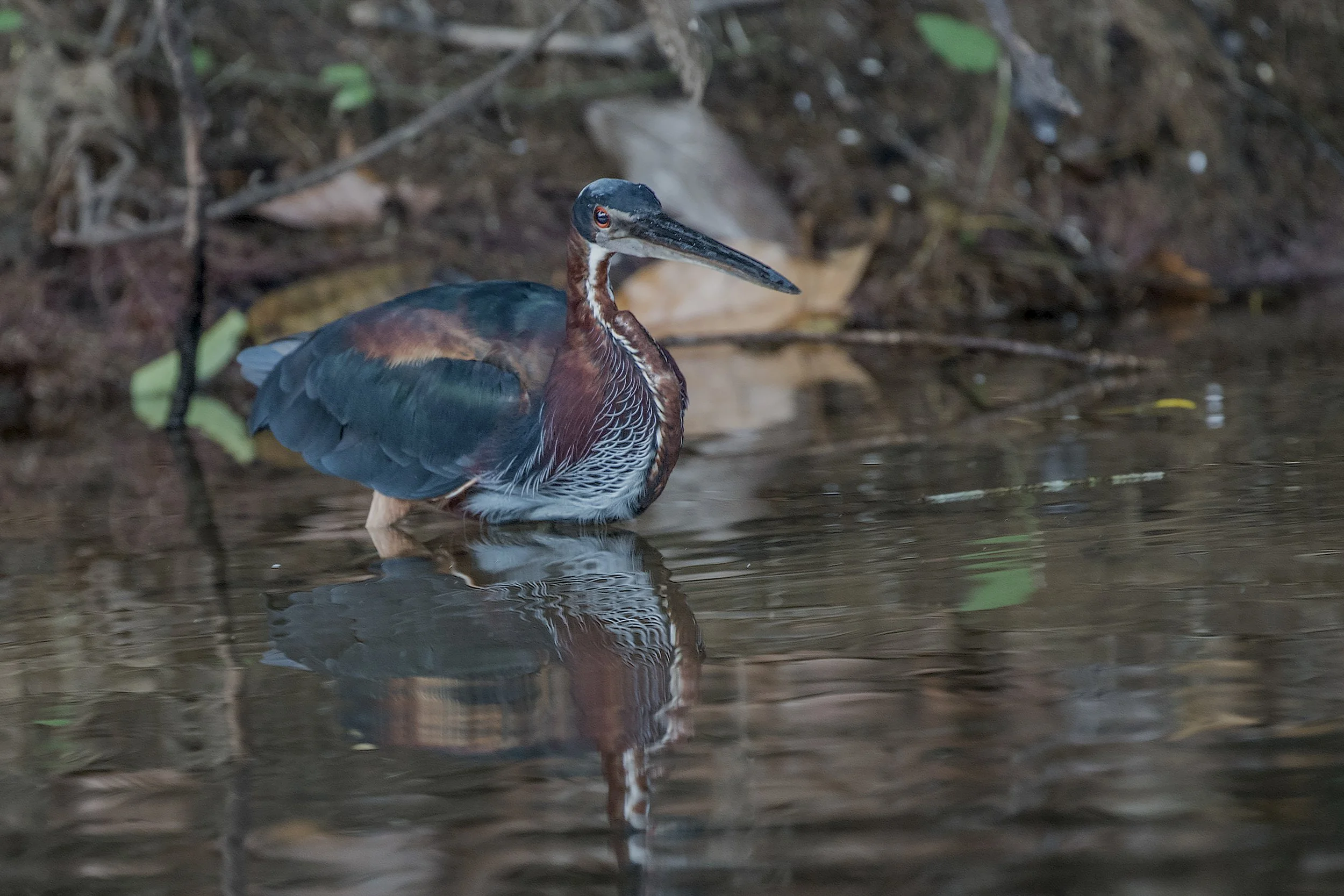 Agami Heron