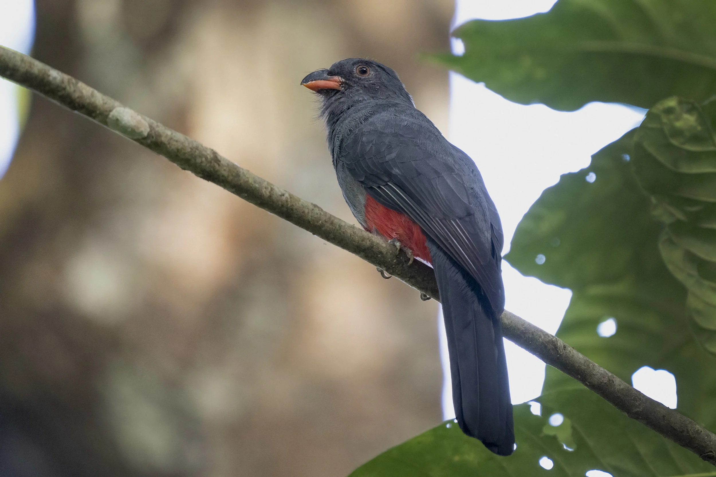 Slaty Tailed Trogon